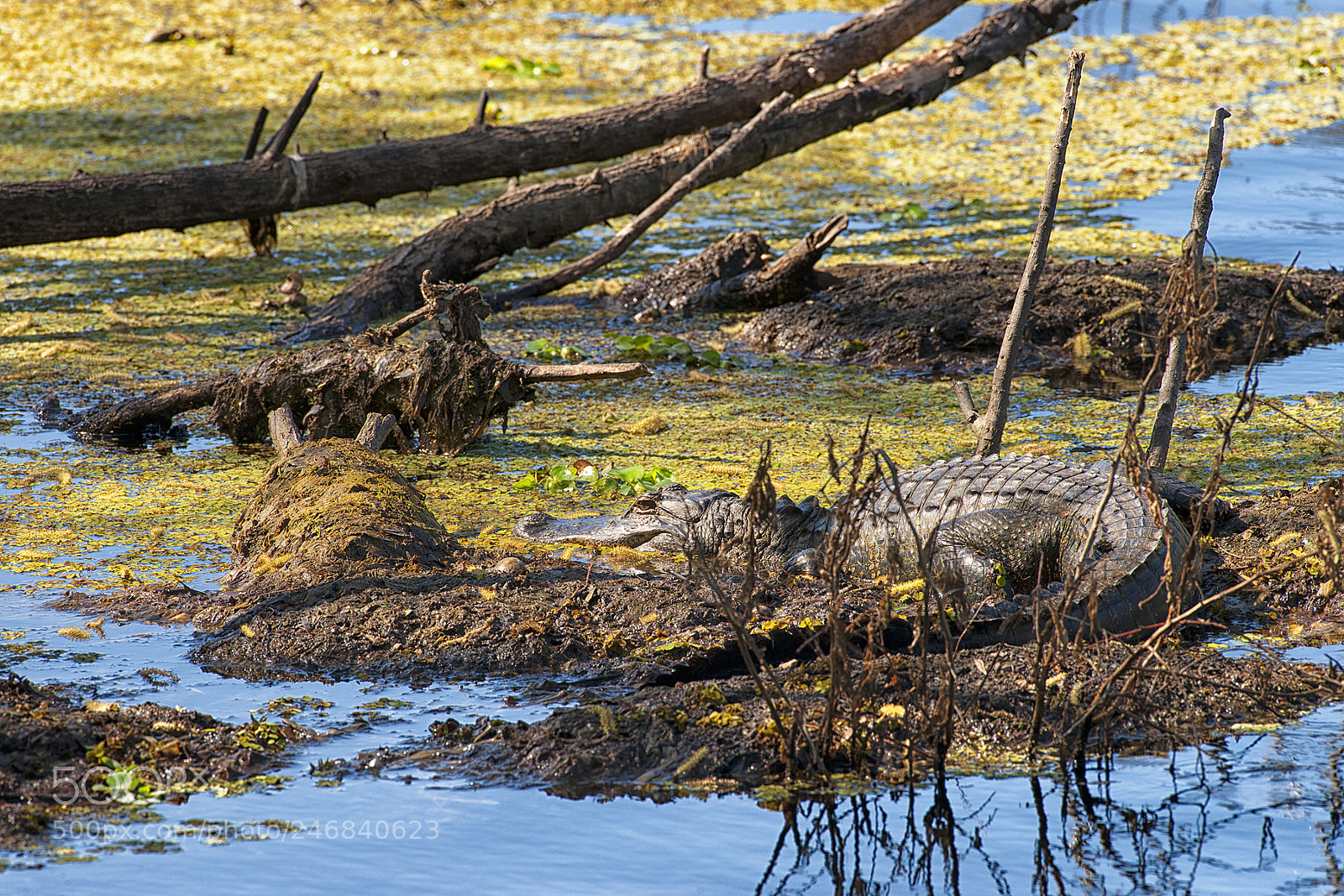 Nikon D3X sample photo. An alligator at lettuce photography