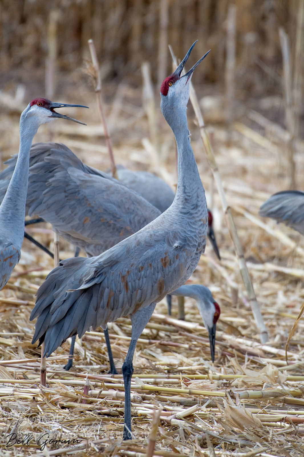 Nikon D500 sample photo. Greater sandhill crane photography