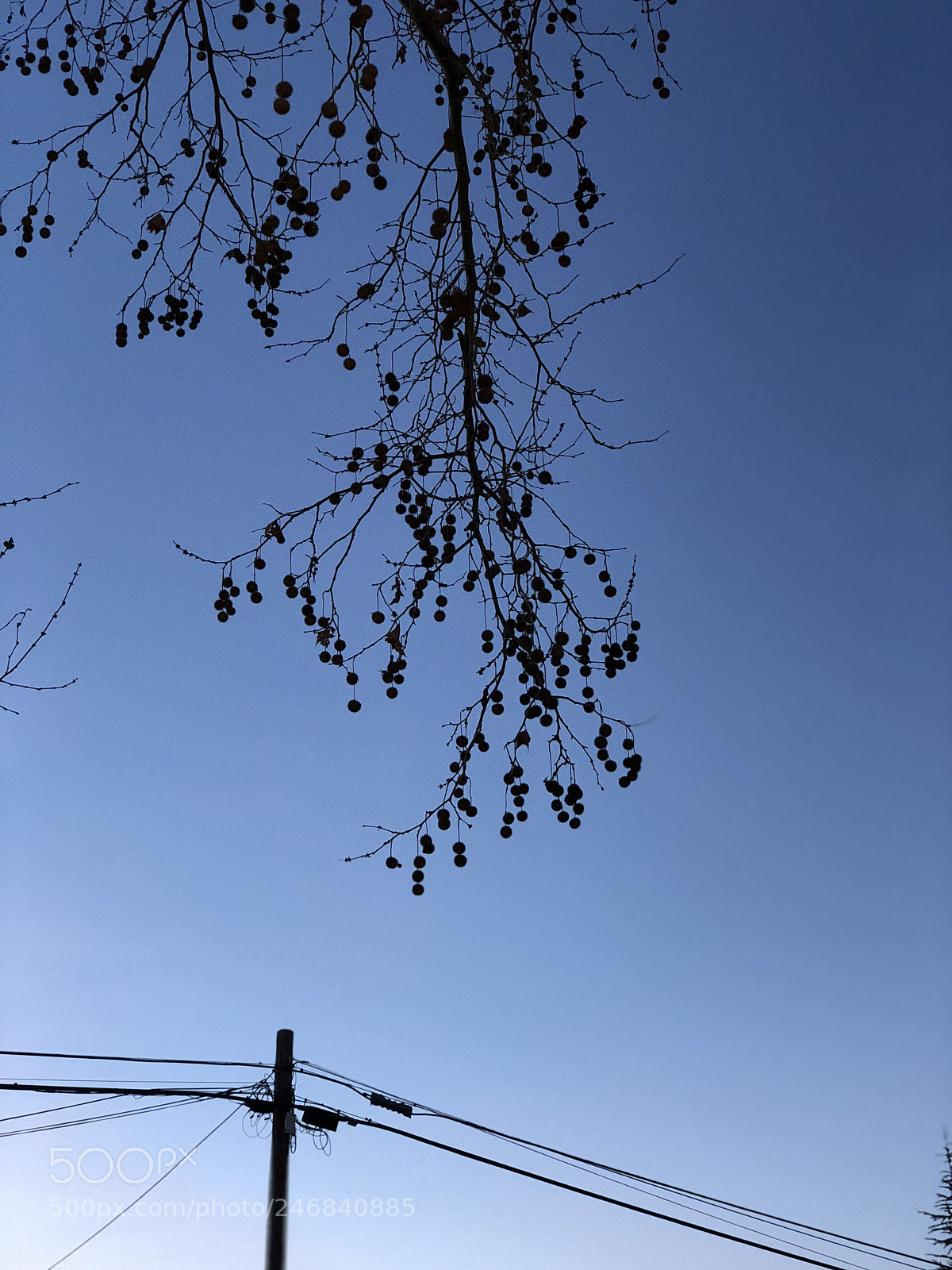 Apple iPhone X sample photo. Branch photography