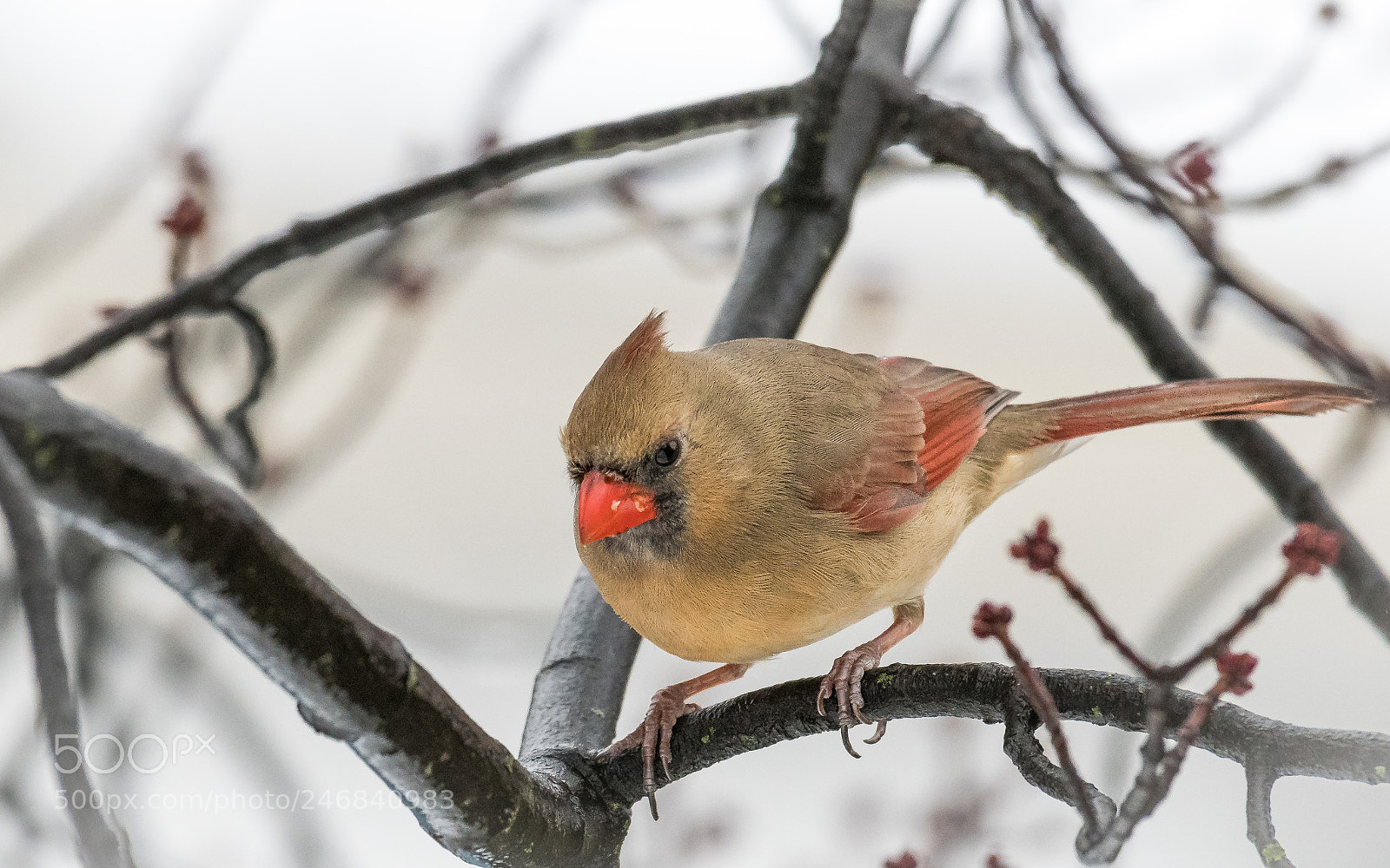 Nikon D500 sample photo. Petit curieux photography
