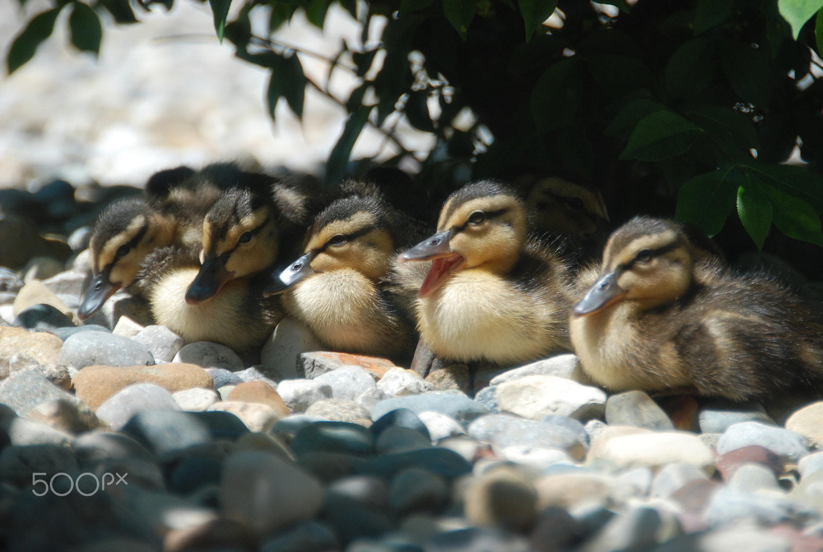 Nikon D80 sample photo. Beyond cute! photography