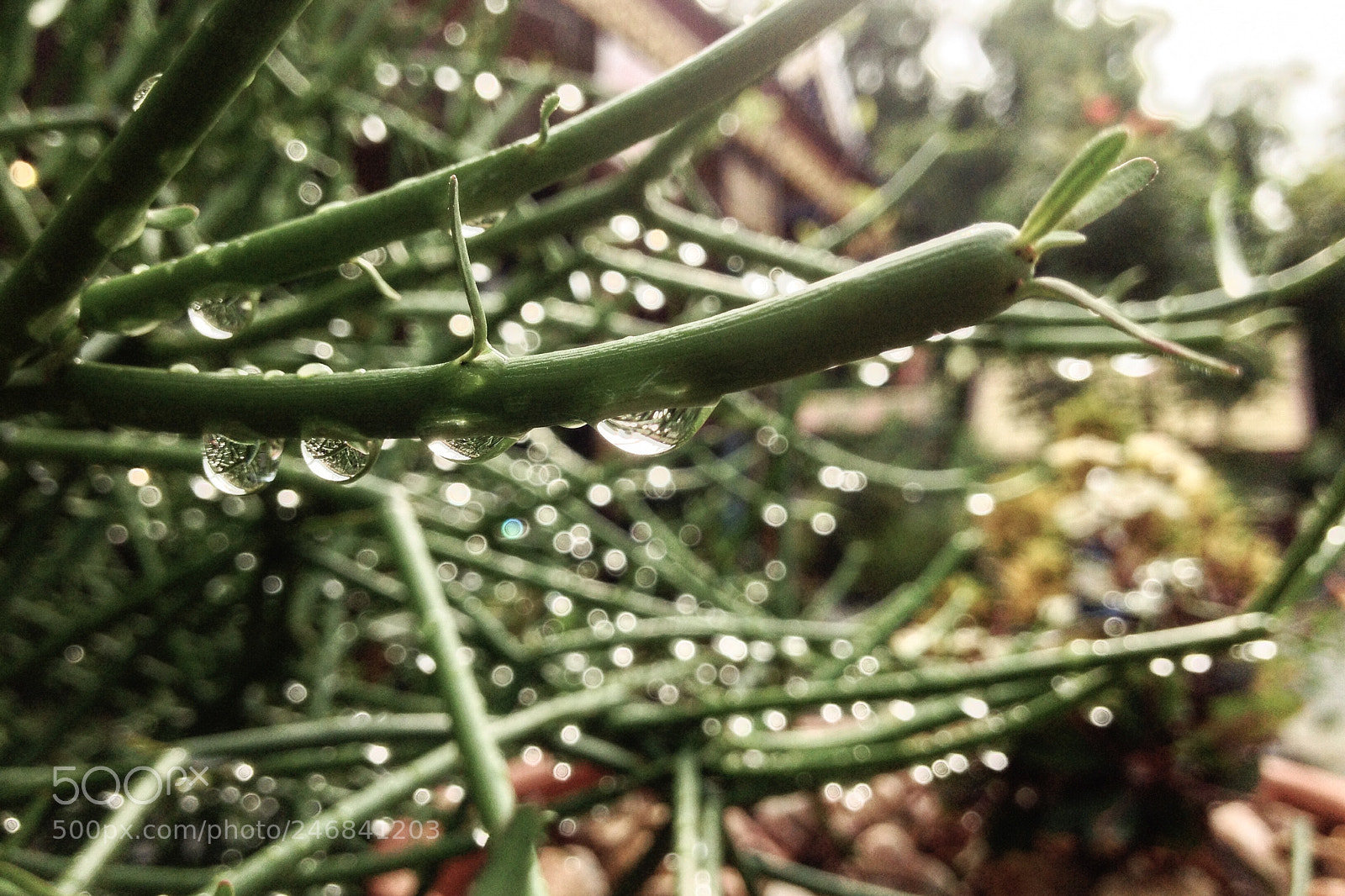Apple iPhone 4S sample photo. Morning dew in temple. photography