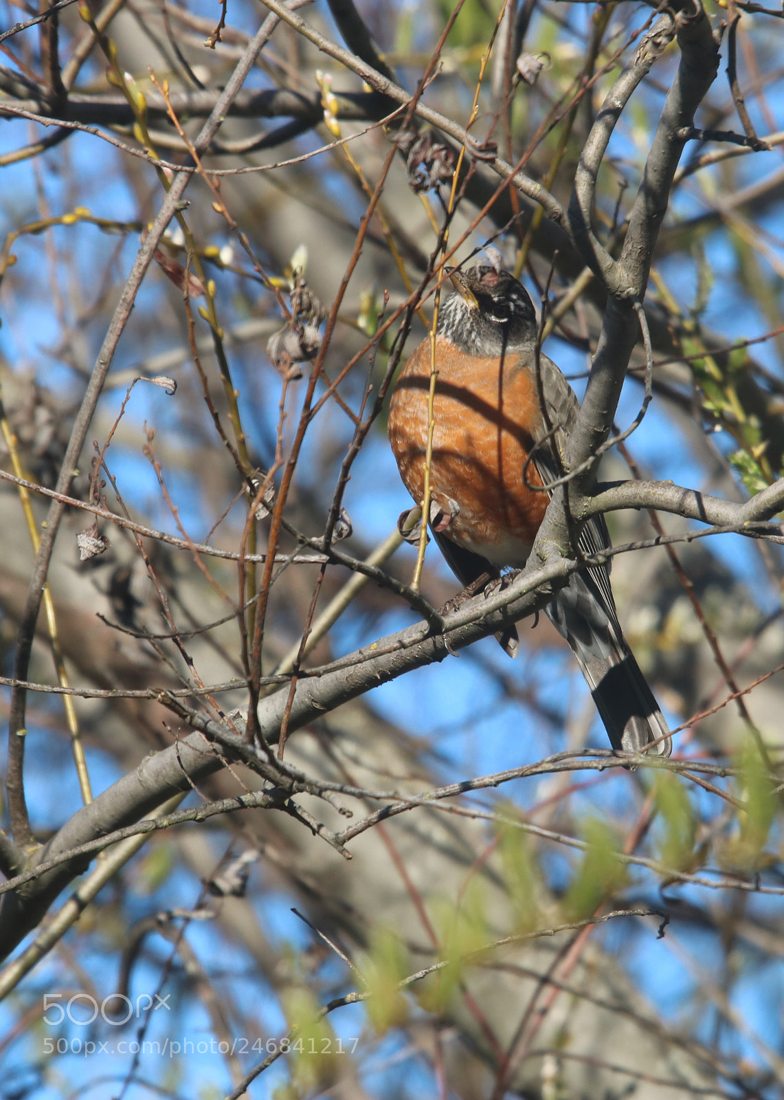 Canon EOS 750D (EOS Rebel T6i / EOS Kiss X8i) sample photo. Found! you're it! photography