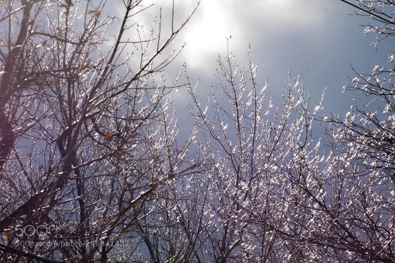 Canon EOS 1100D (EOS Rebel T3 / EOS Kiss X50) sample photo. Icy disguise... photography
