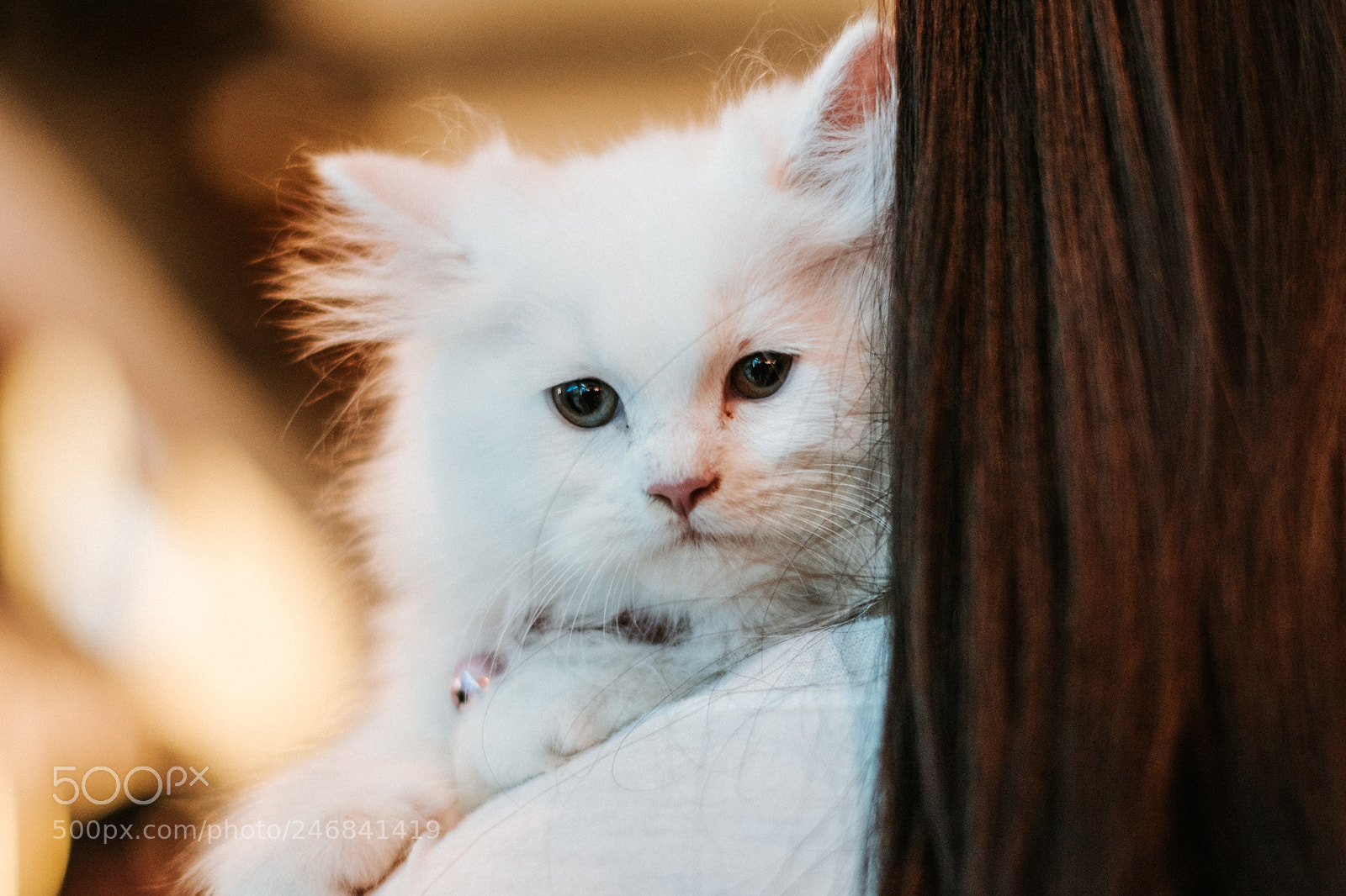 Nikon D7100 sample photo. Adorable cat. photography