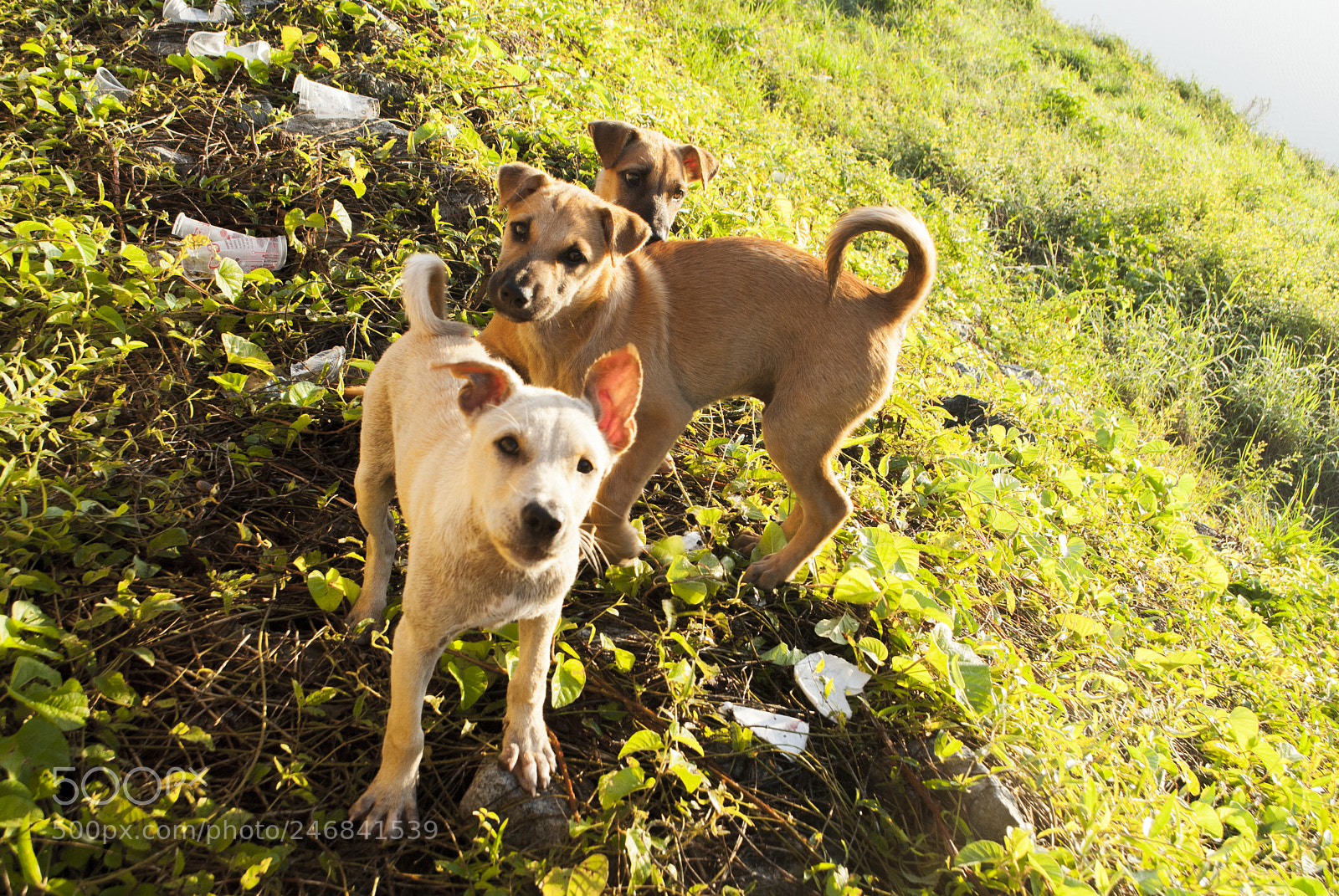Nikon D3000 sample photo. Bangphra dogs. photography