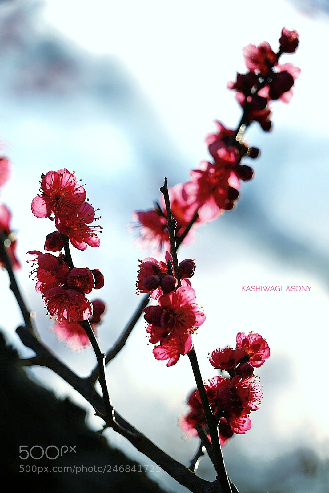 Sony a7 II sample photo. Melting red plum in photography
