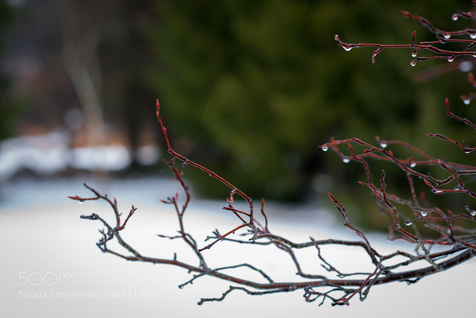 Nikon D810 sample photo. A bud or two photography