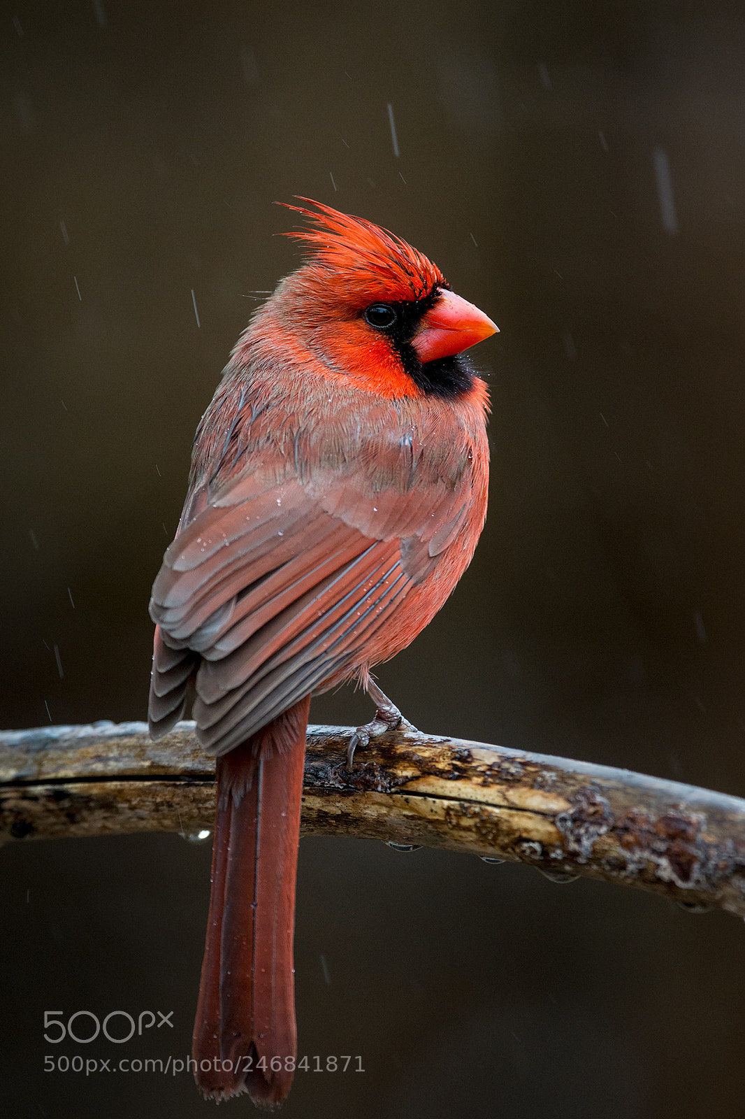 Nikon D7100 sample photo. Northern cardinal photography