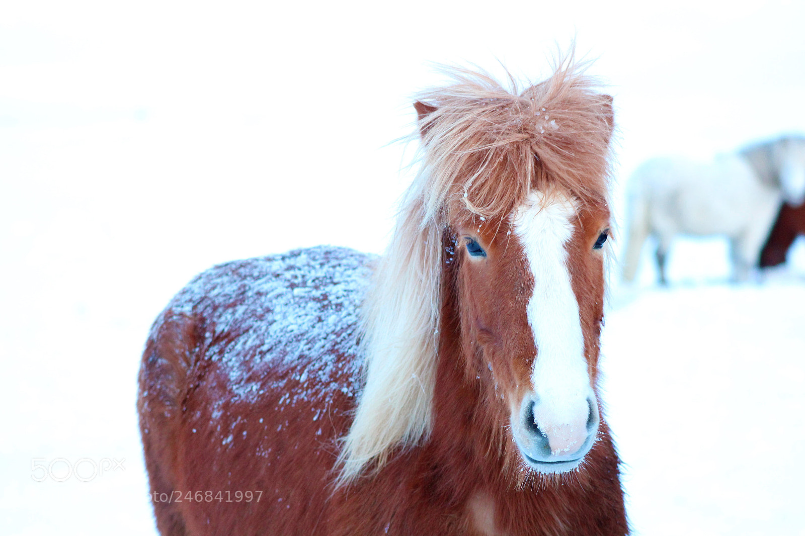 Canon EOS 1200D (EOS Rebel T5 / EOS Kiss X70 / EOS Hi) sample photo. Horse in the field photography