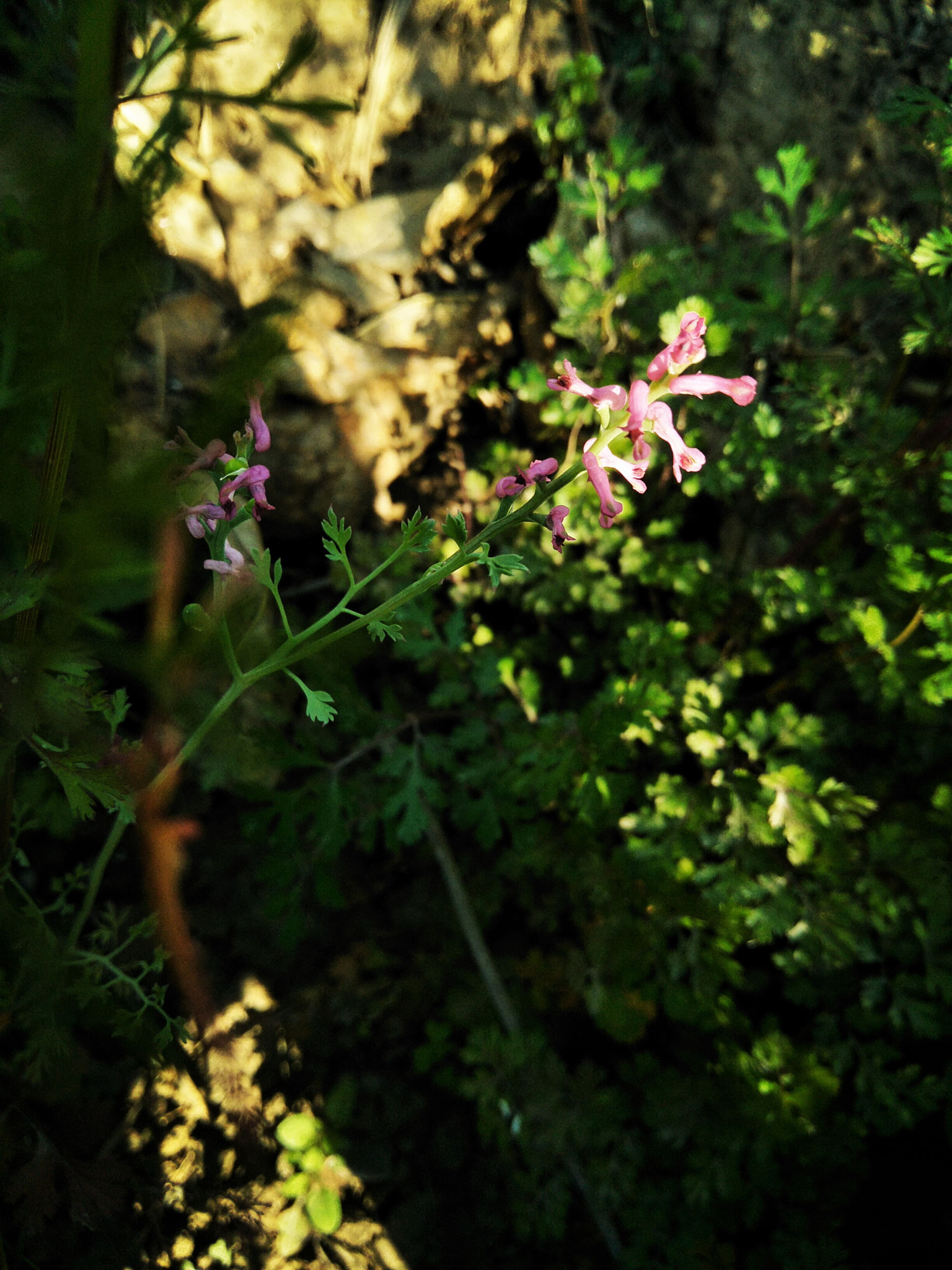 OPPO CPH1701 sample photo