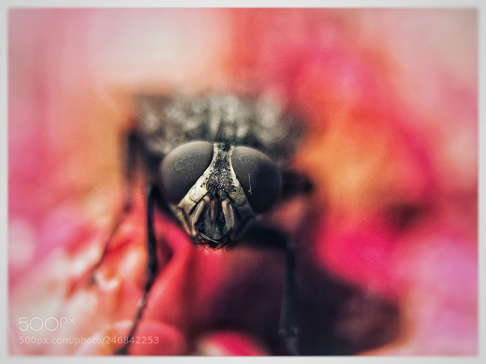 Apple iPhone 6 Plus sample photo. Untitled photography