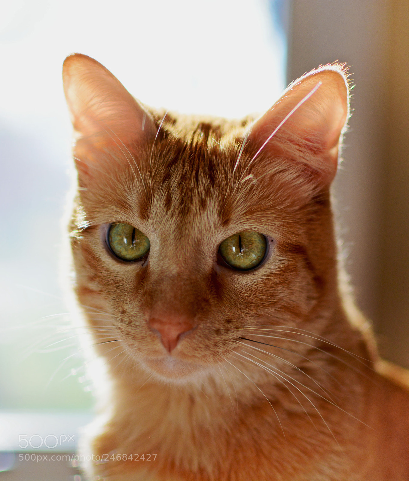 Nikon D5200 sample photo. Alvin photography