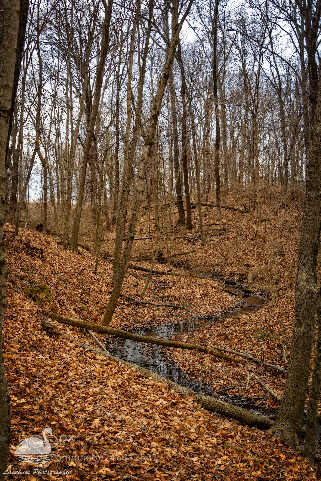 Nikon D5200 sample photo. Fallen leaves photography