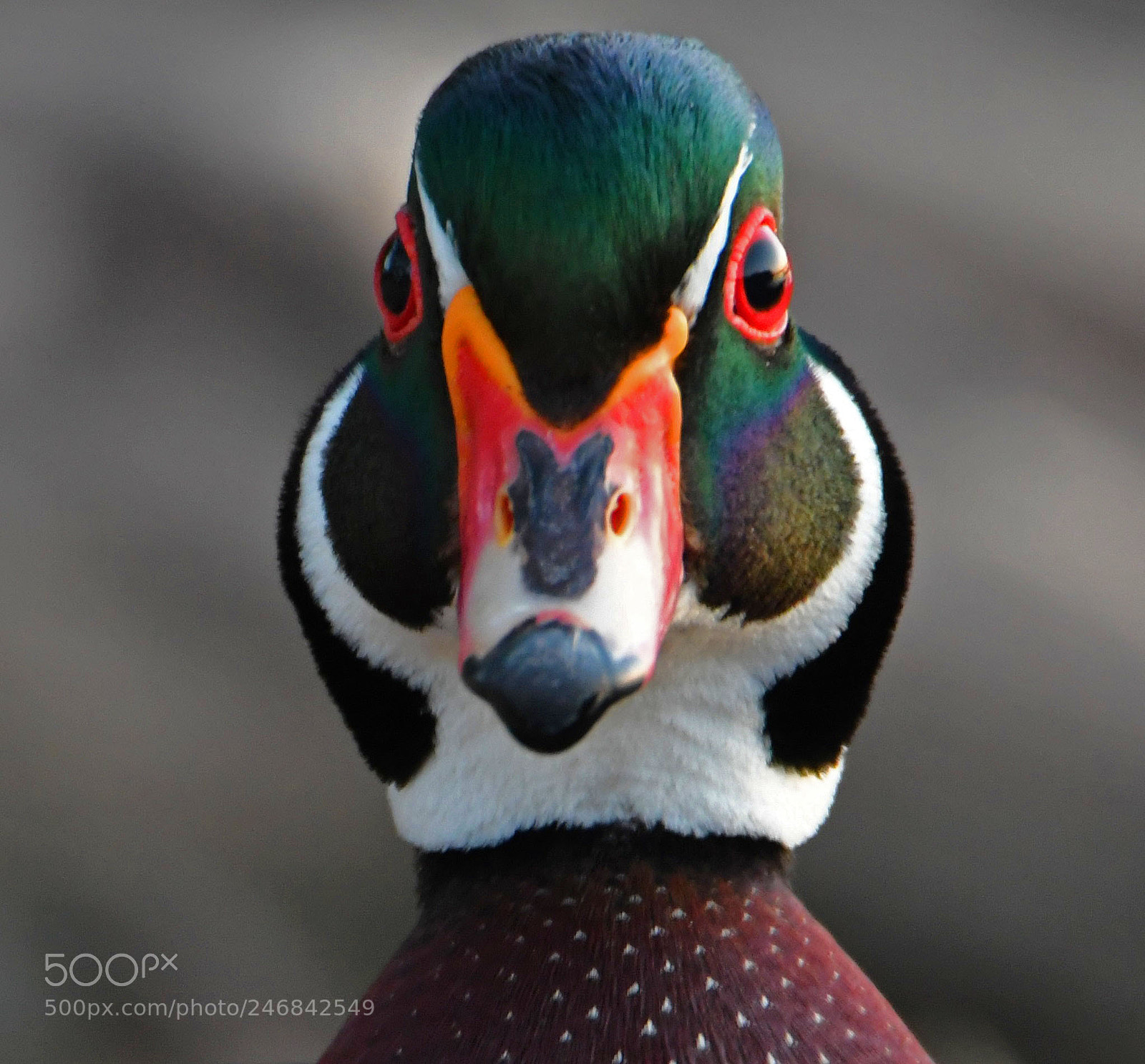 Nikon D500 sample photo. Wood duck photography