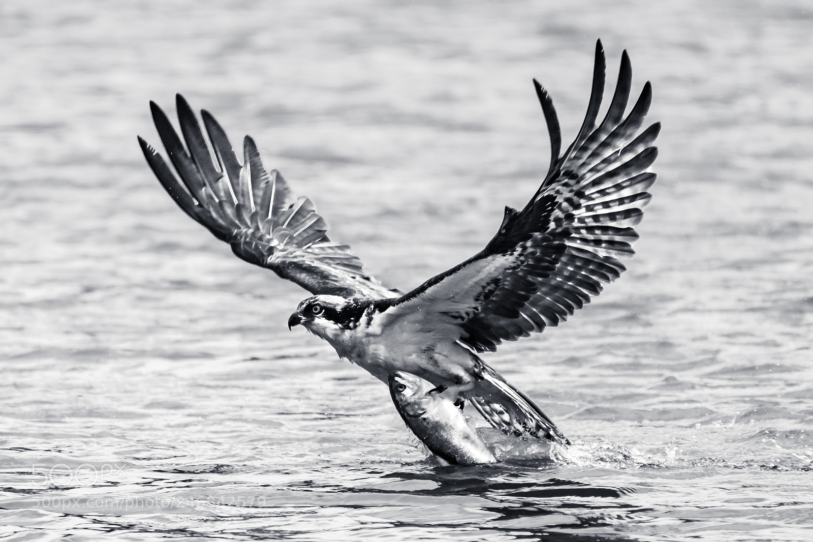Nikon D500 sample photo. Osprey in flight with photography