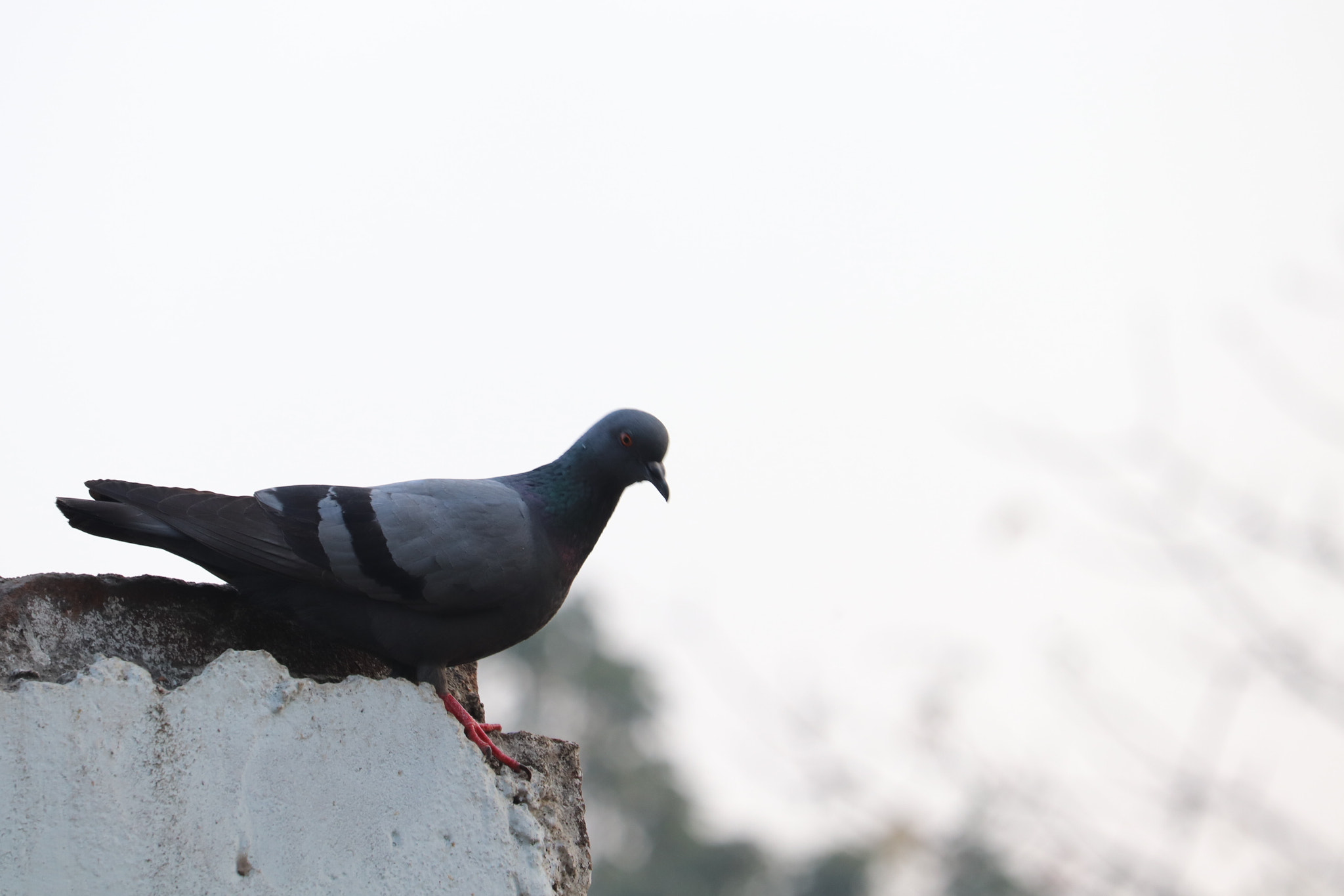 Canon EF-S 55-250mm F4-5.6 IS STM sample photo