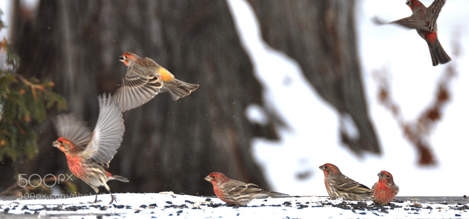Nikon D90 sample photo. House finch photography