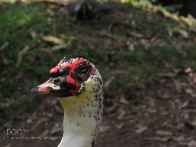 Canon PowerShot SX530 HS sample photo. Fenix photography