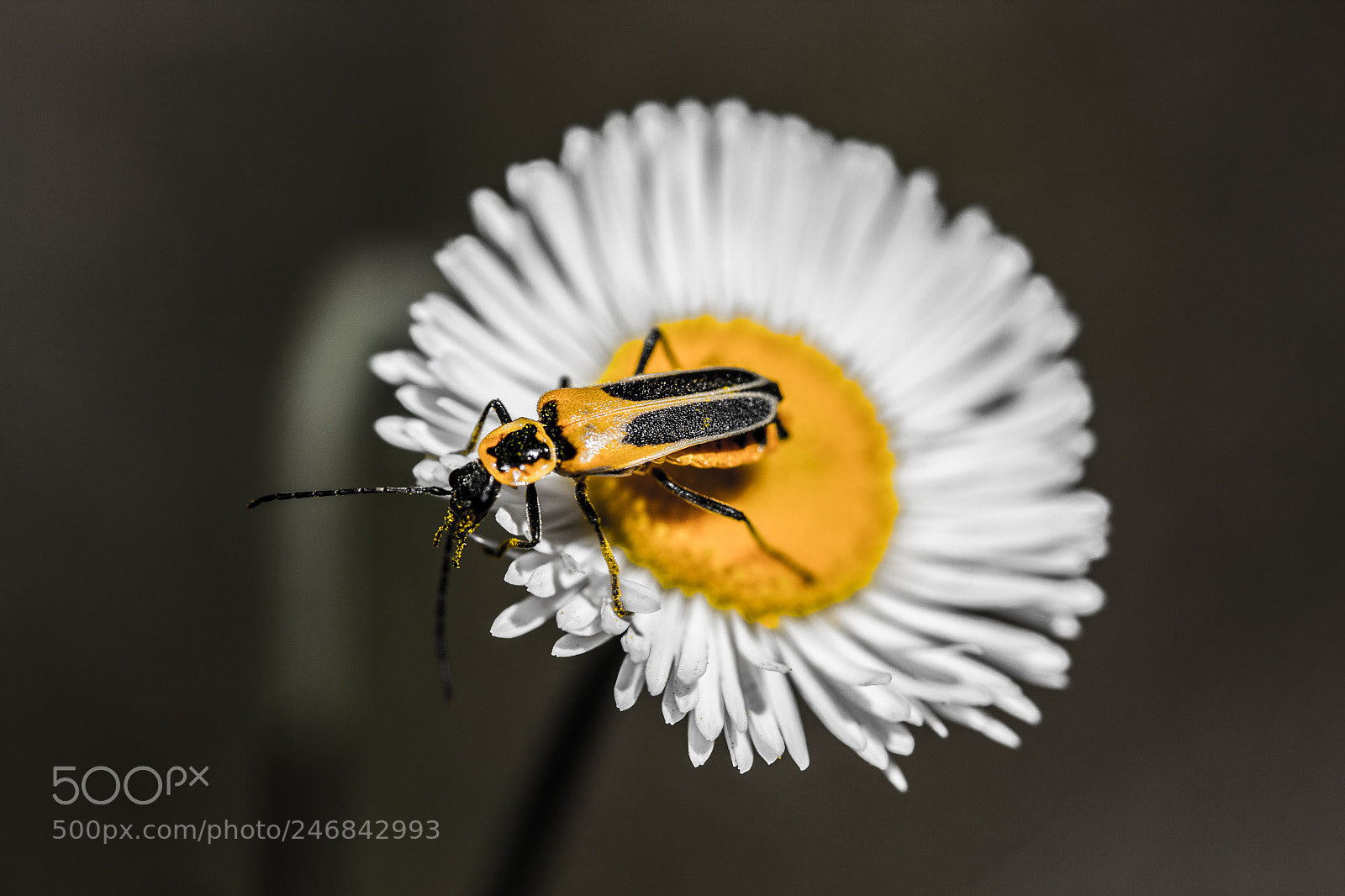Canon EOS 1300D (EOS Rebel T6 / EOS Kiss X80) sample photo. Bug thing photography