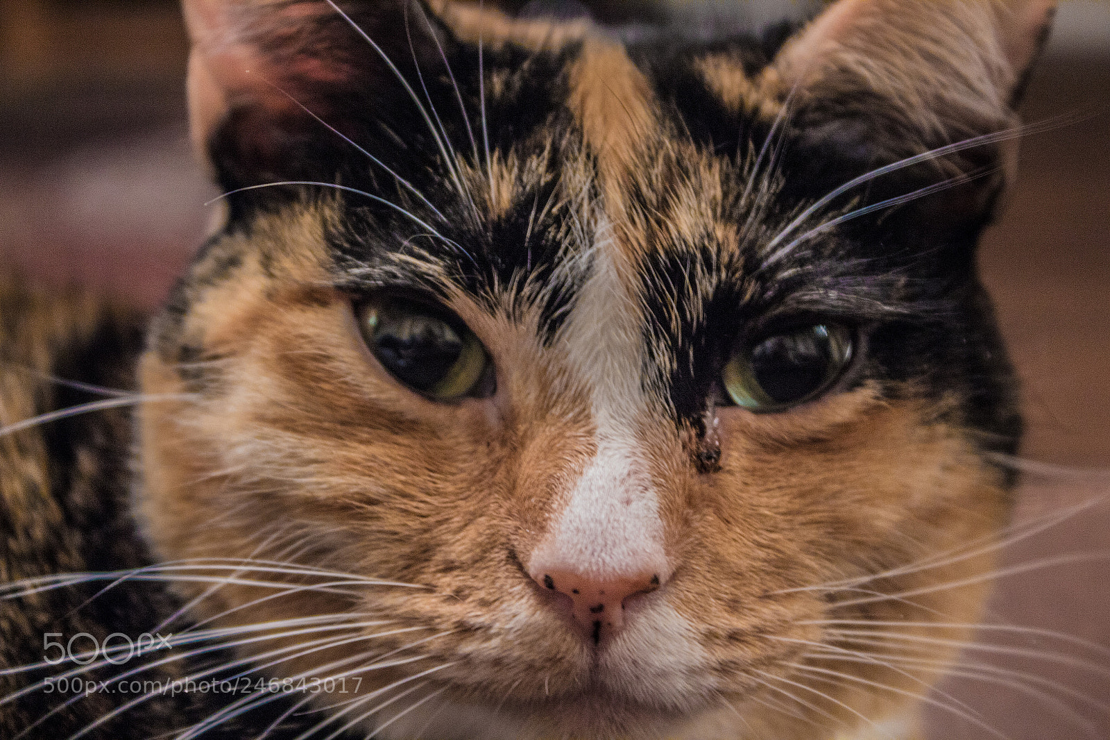 Canon EOS 1300D (EOS Rebel T6 / EOS Kiss X80) sample photo. Cat photography