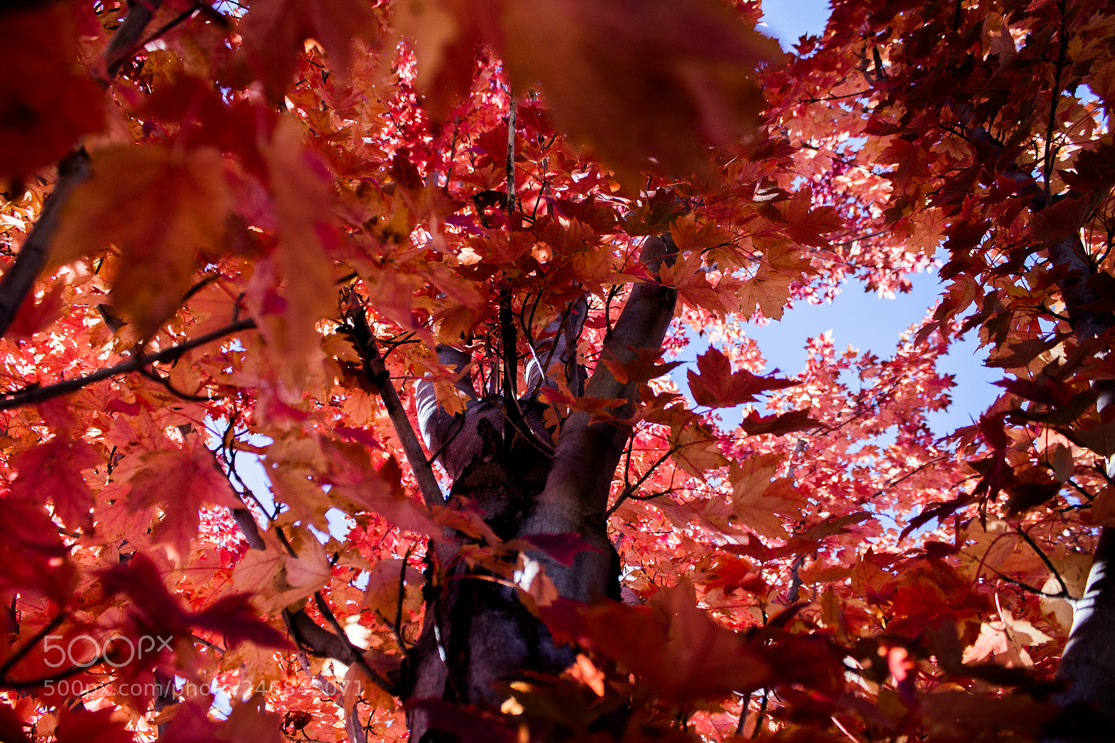 Canon EOS 1300D (EOS Rebel T6 / EOS Kiss X80) sample photo. Red tree up photography