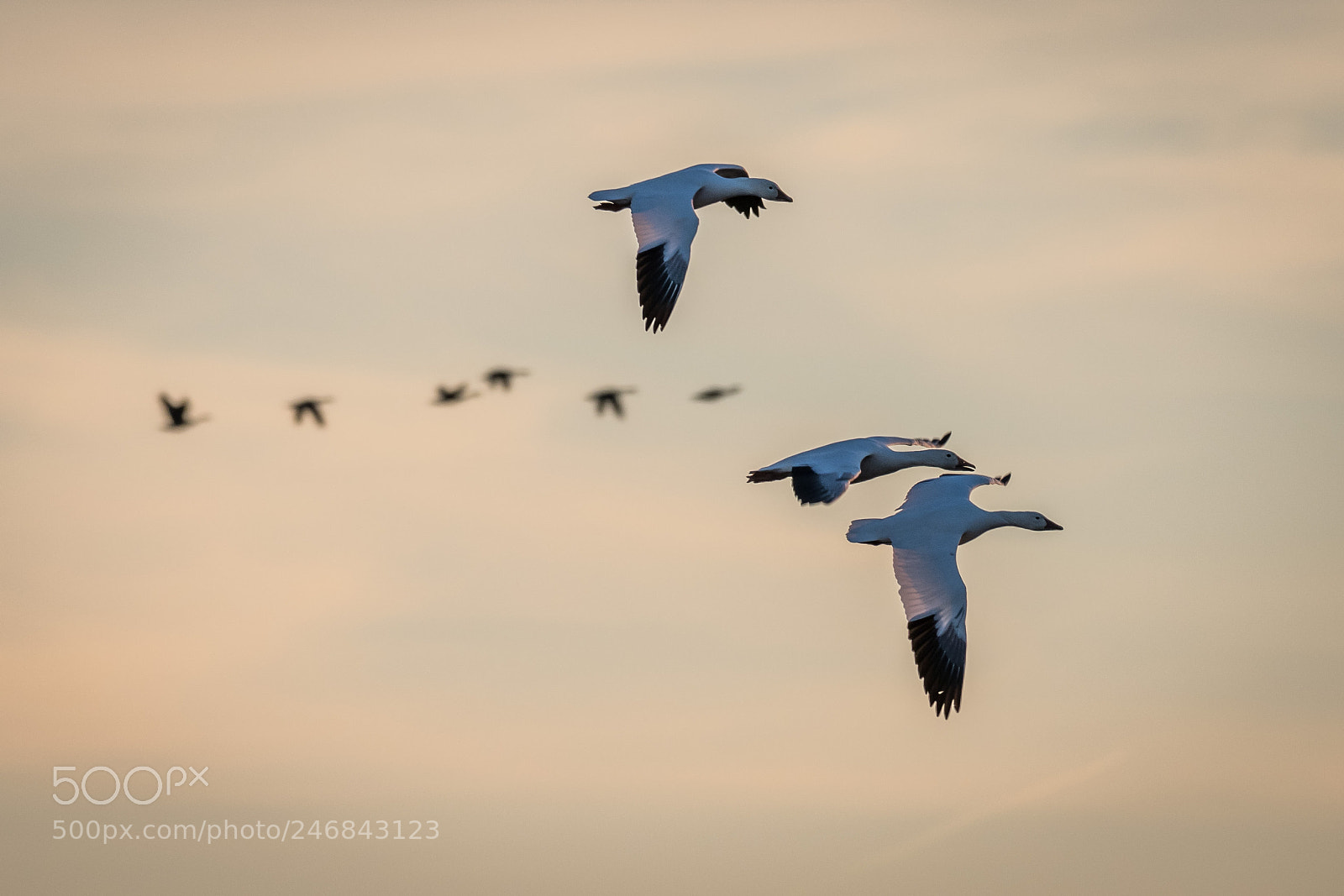 Nikon D850 sample photo. Snow geese blackwater nwr photography