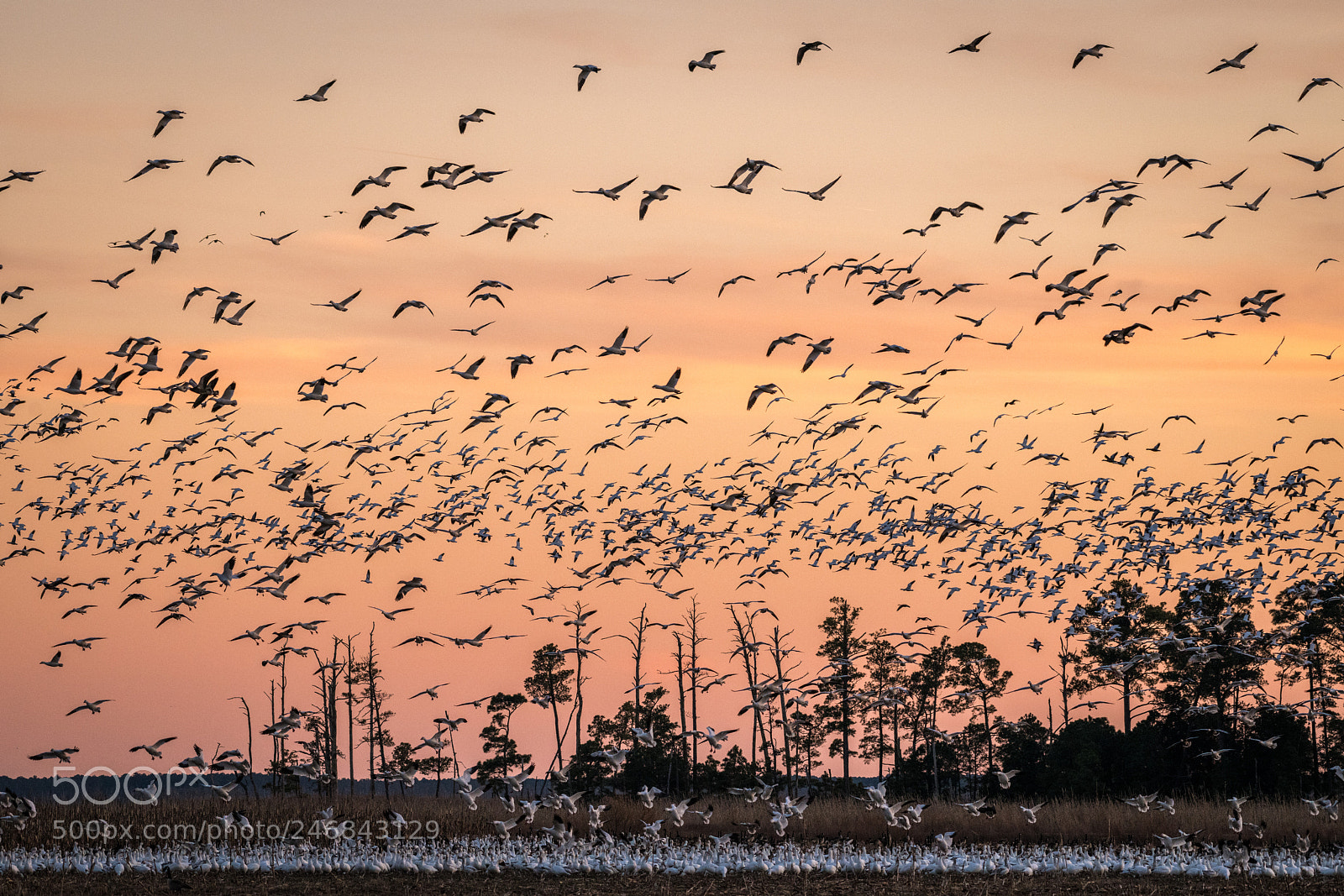 Nikon D850 sample photo. Snow geese at sunset photography