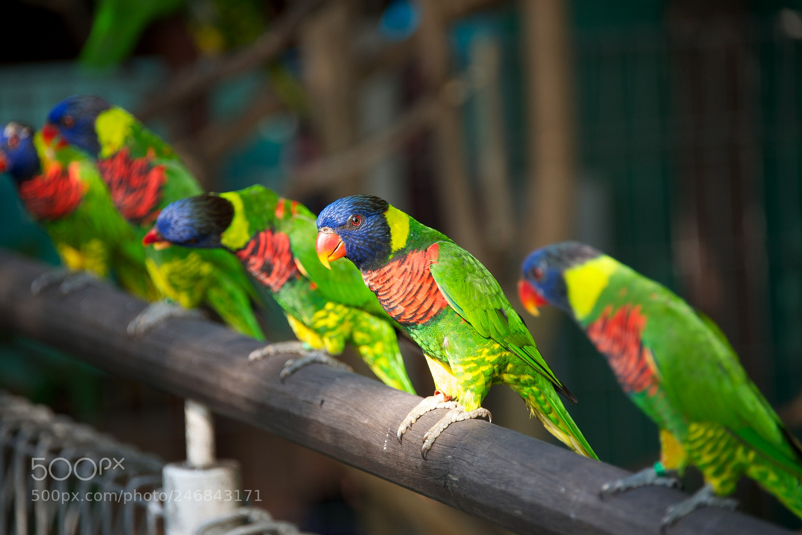 Nikon D800 sample photo. Birds in a park photography