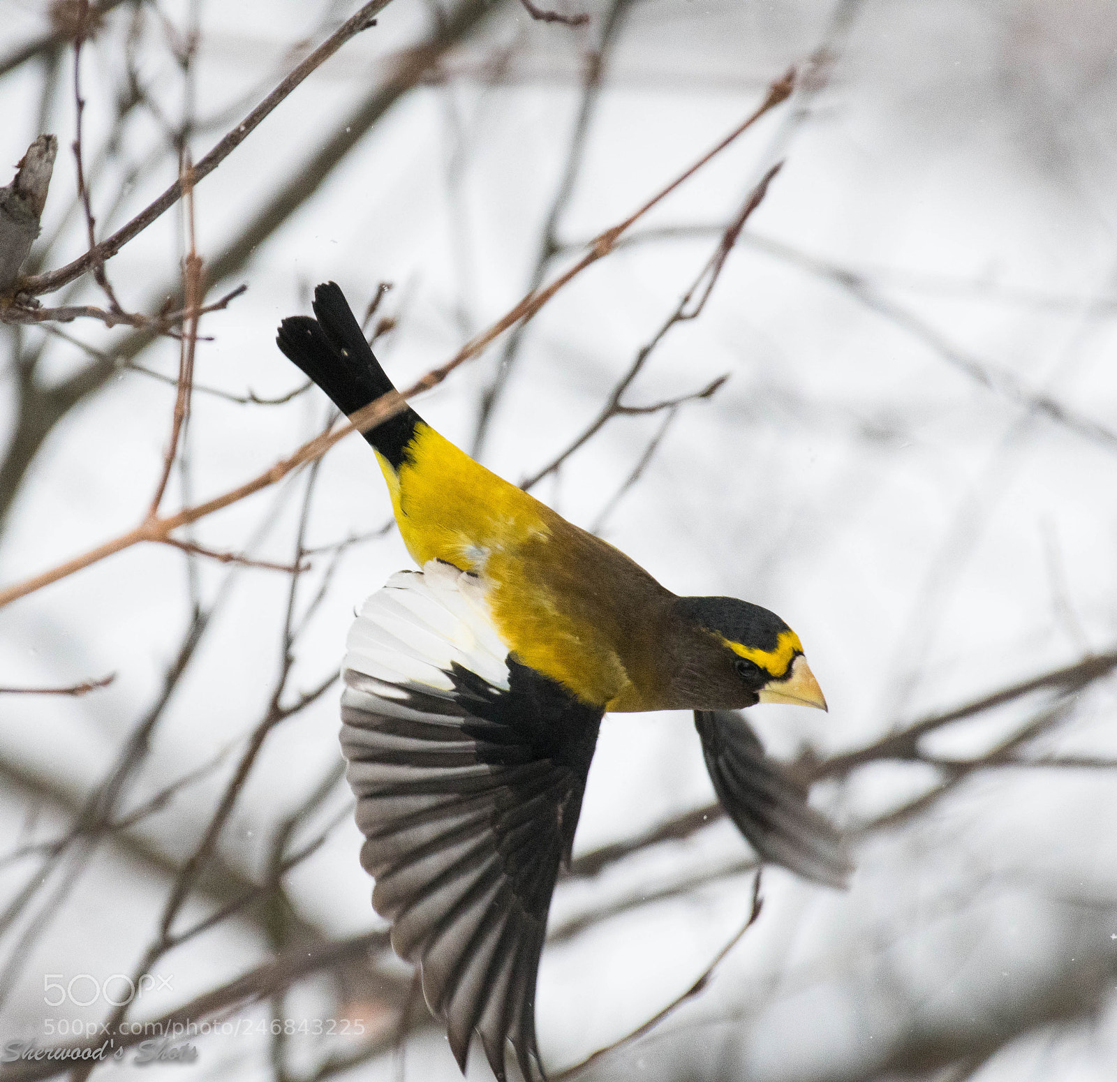 Nikon D500 sample photo. Evening grosbeak in flight photography