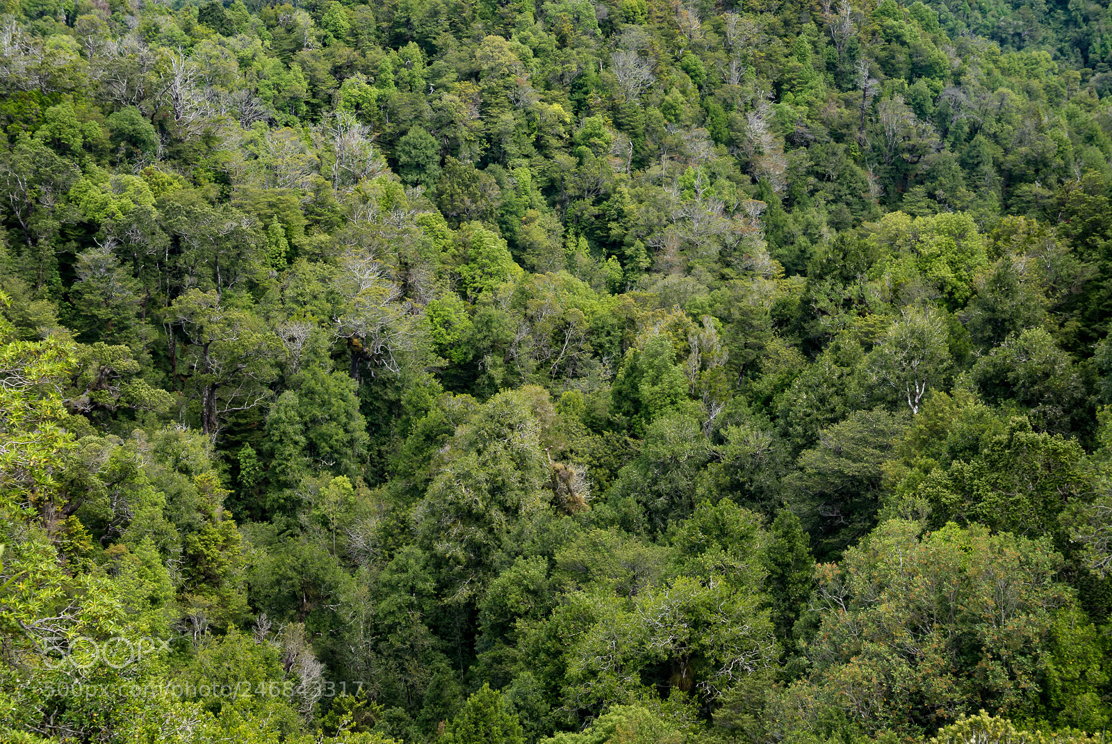 Panasonic Lumix DMC-LX100 sample photo. Bosque valdiviano photography