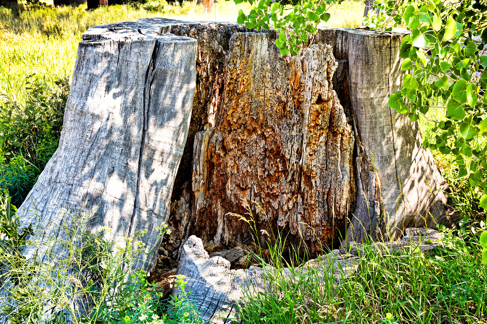Nikon D7100 sample photo. Deadwood on cherry creek photography