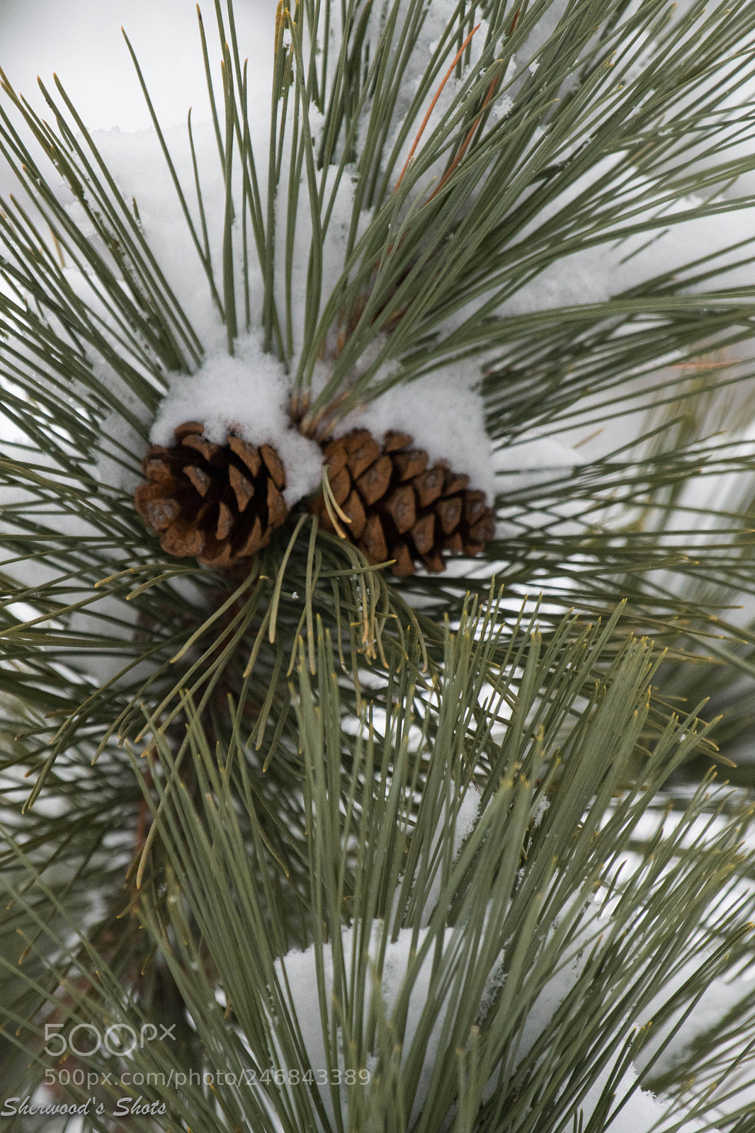 Nikon D500 sample photo. Snow cone photography