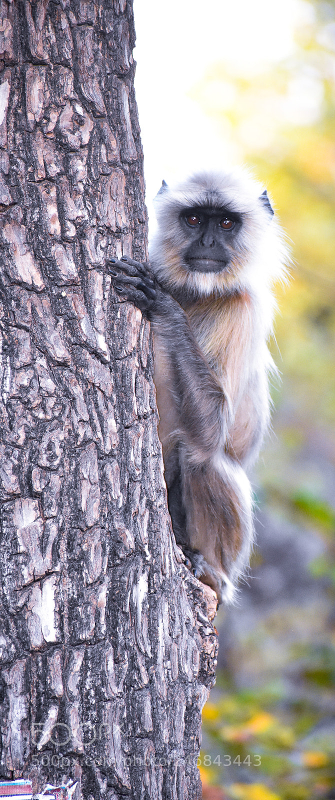 Nikon D3400 sample photo. Monkey photography