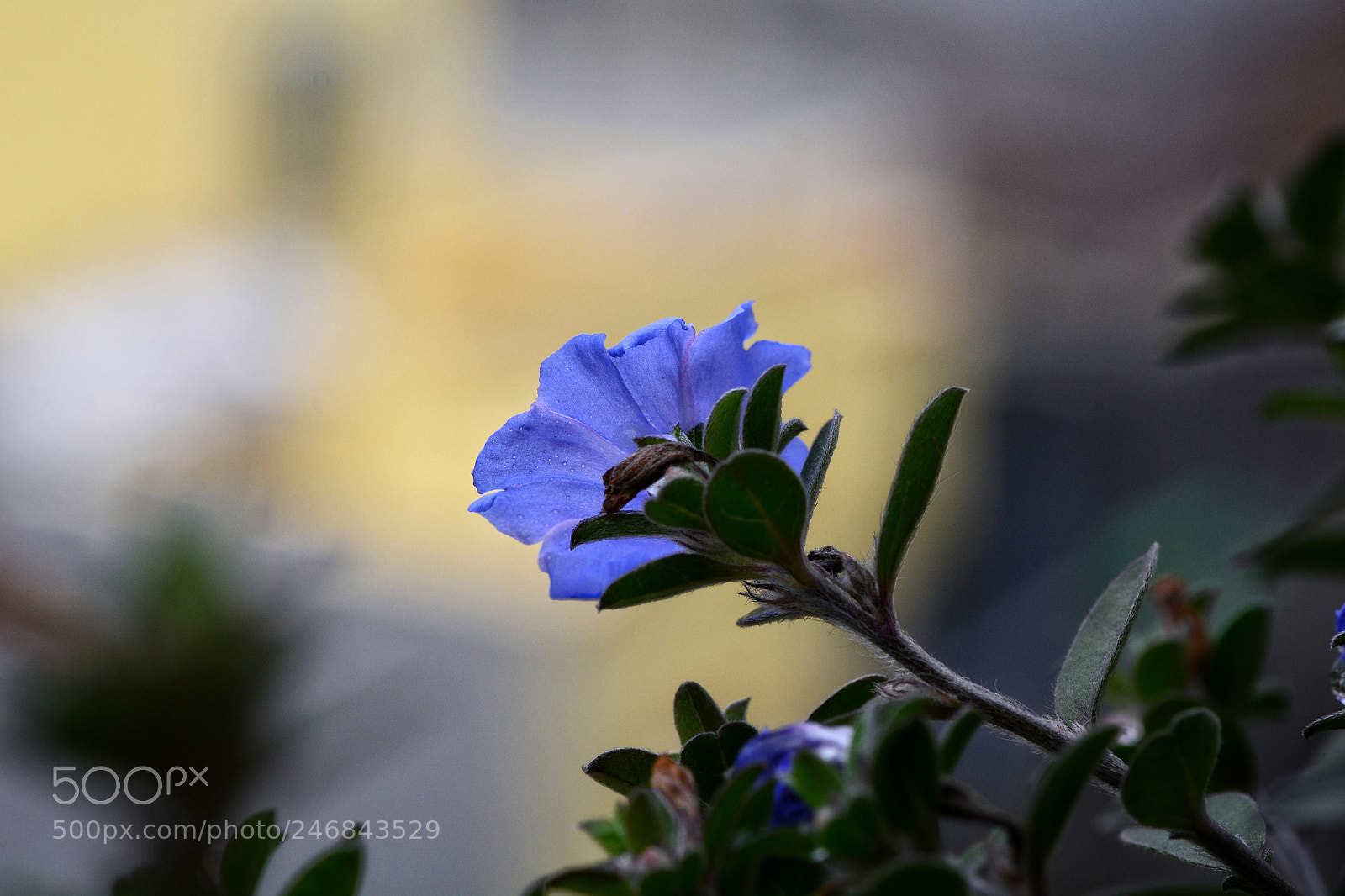 Nikon D7100 sample photo. Untitled photography