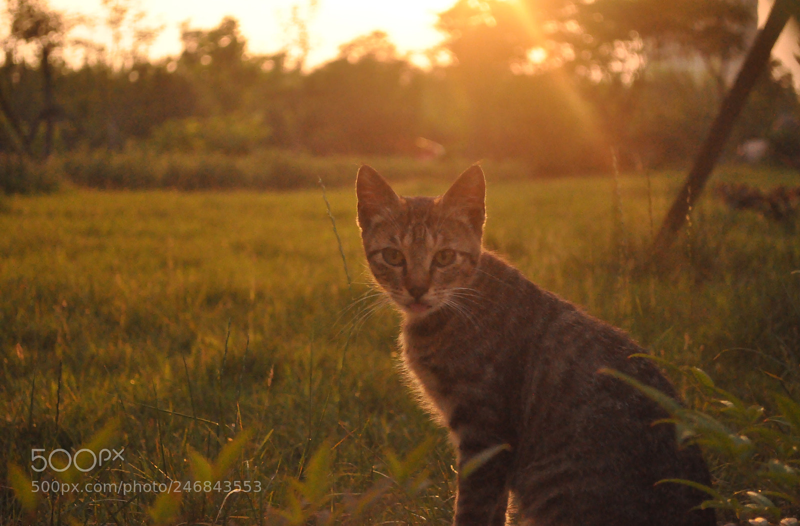 Nikon D5000 sample photo. Skeptical cat photography