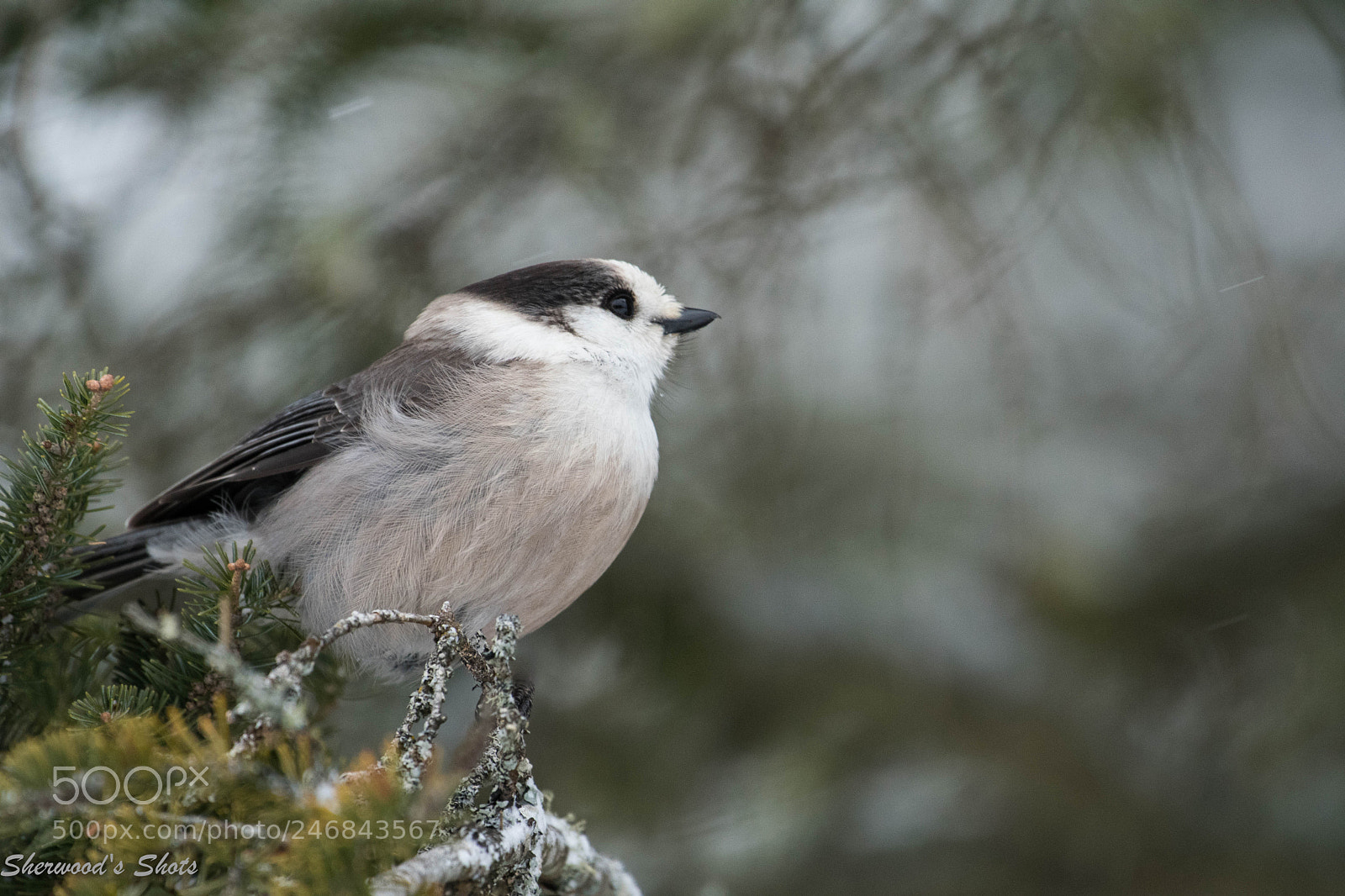 Nikon D500 sample photo. Canada jay photography
