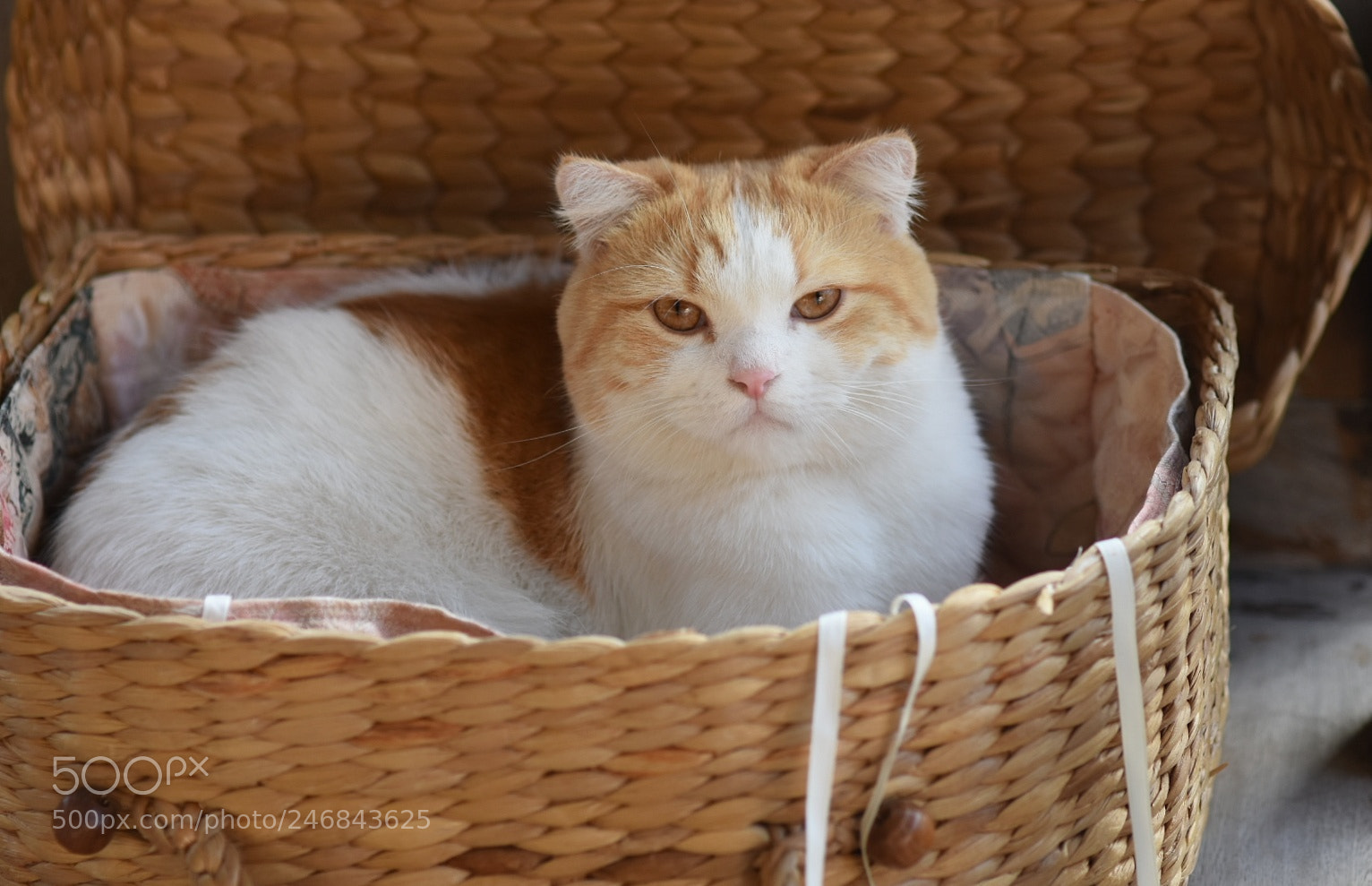 Nikon D7200 sample photo. Untitled photography
