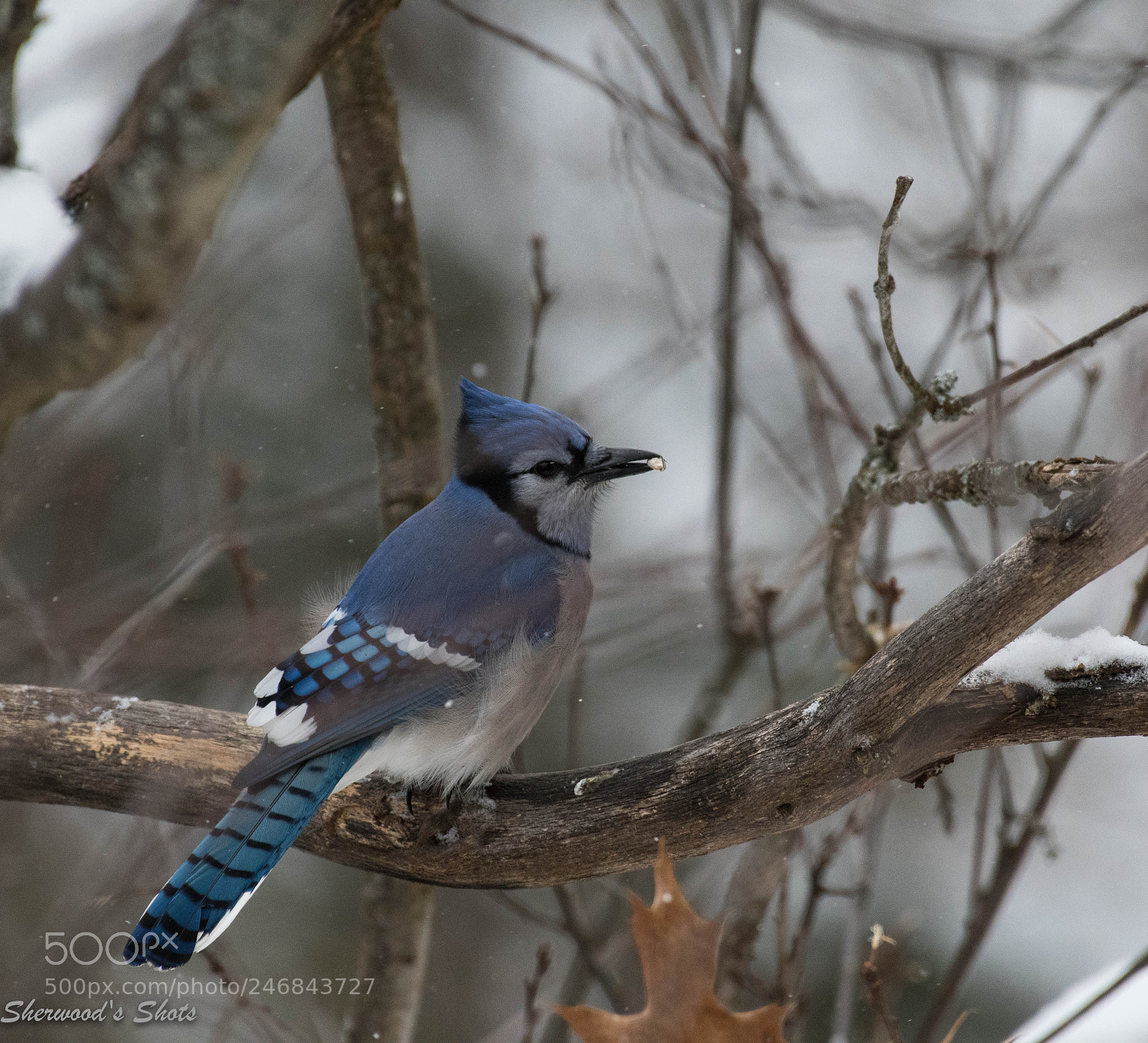 Nikon D500 sample photo. Blue jay photography