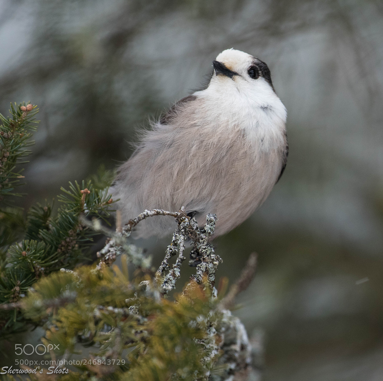 Nikon D500 sample photo. Canada jay photography
