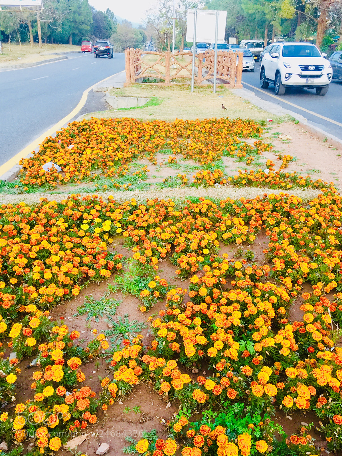 Apple iPhone 6 sample photo. Beautiful orange flowers of photography