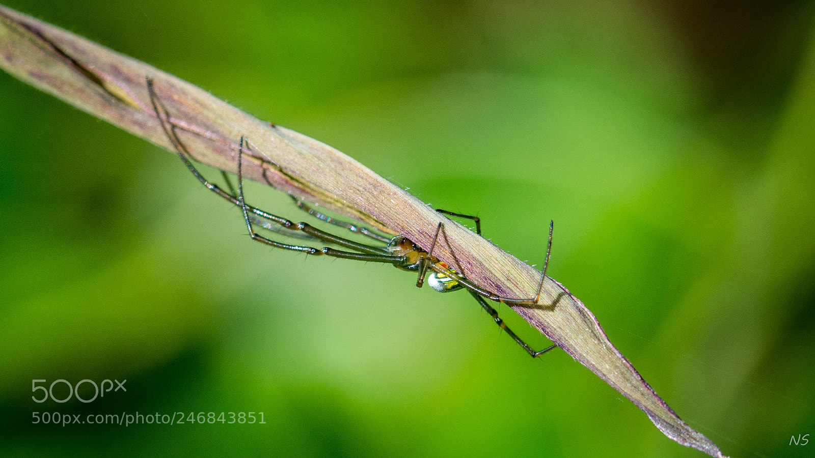Nikon D7200 sample photo. Araignée ? photography