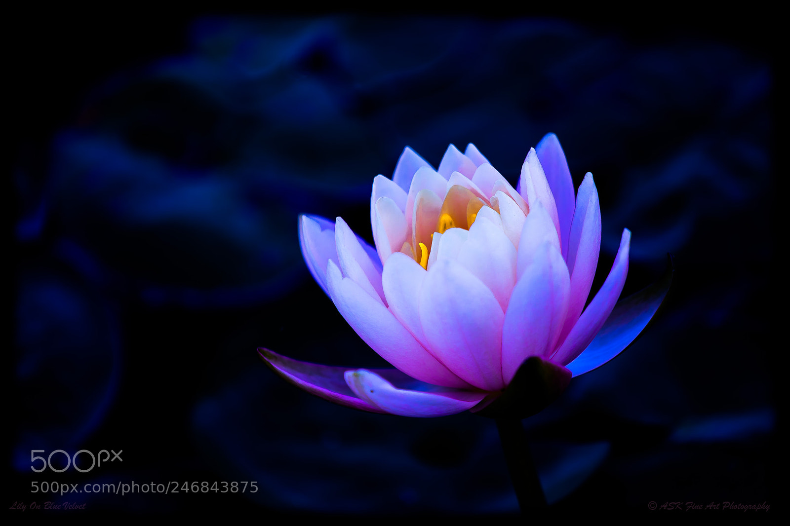 Sony a7 sample photo. Flower on blue velvet photography