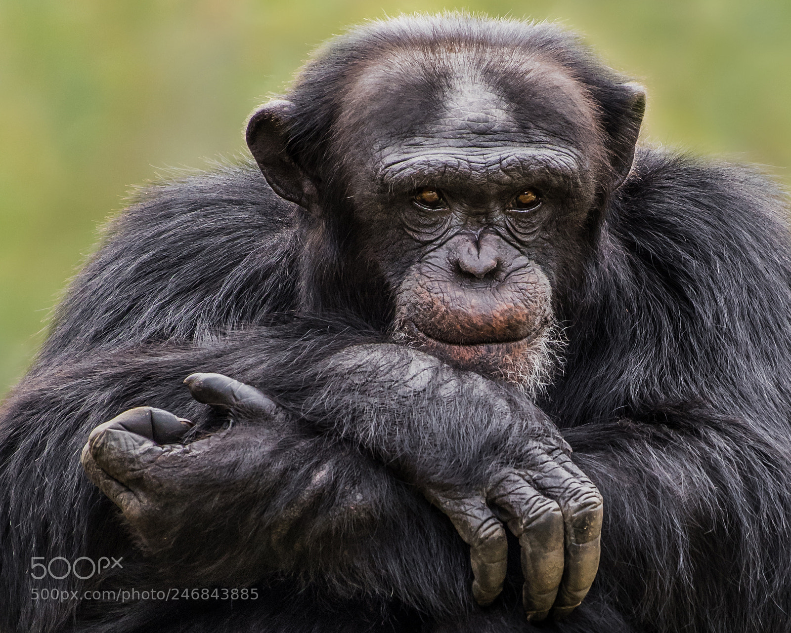 Nikon D810 sample photo. Chimpanzee xxx photography