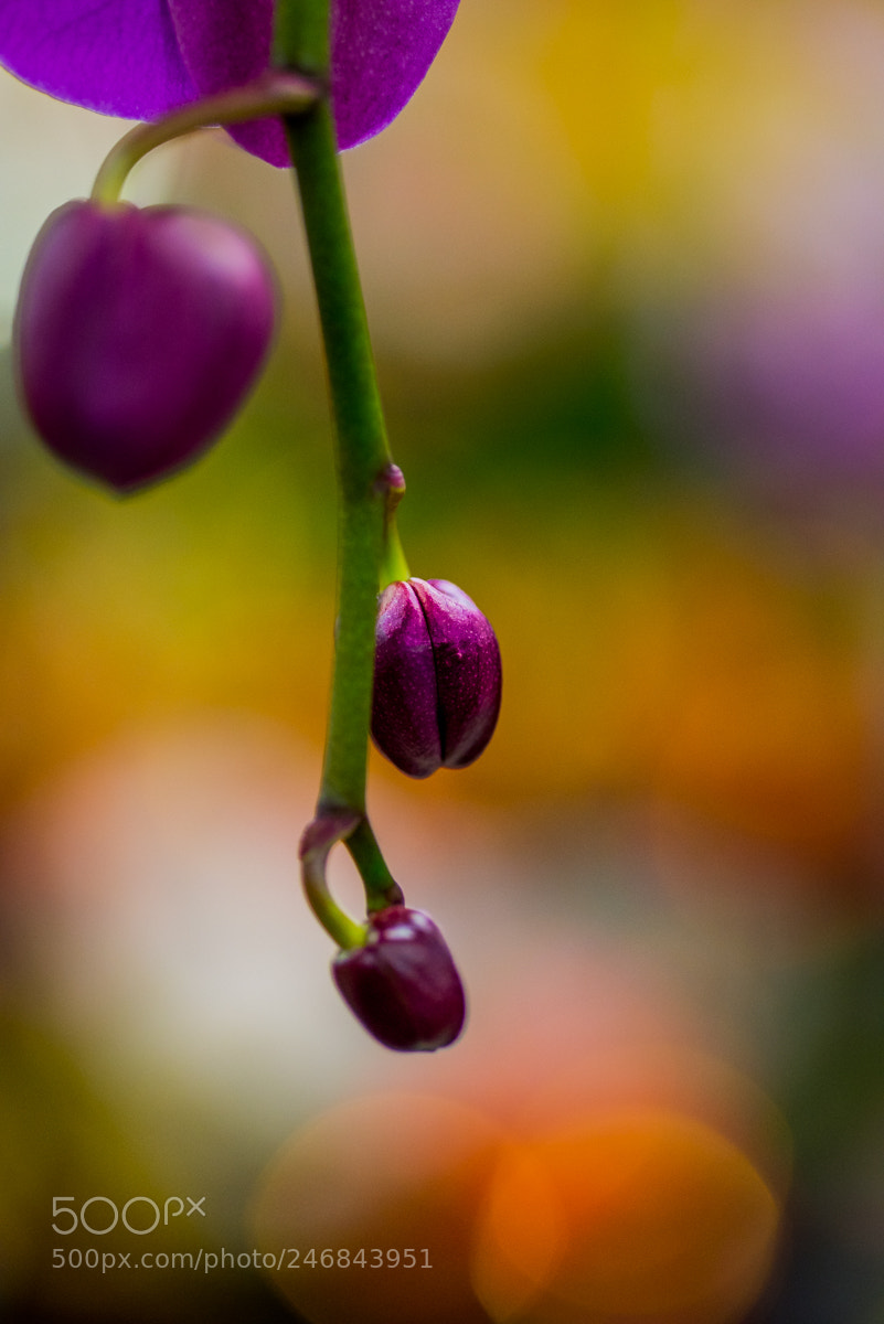 Nikon D810 sample photo. Orchid photography
