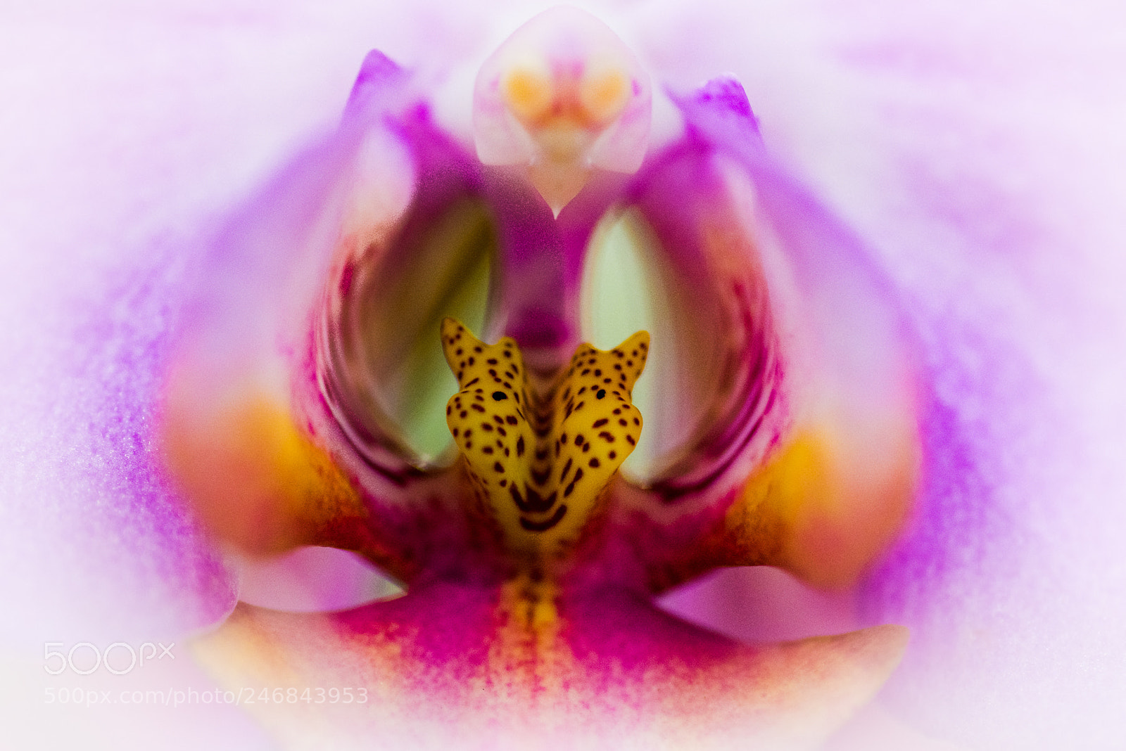 Nikon D810 sample photo. Icu photography
