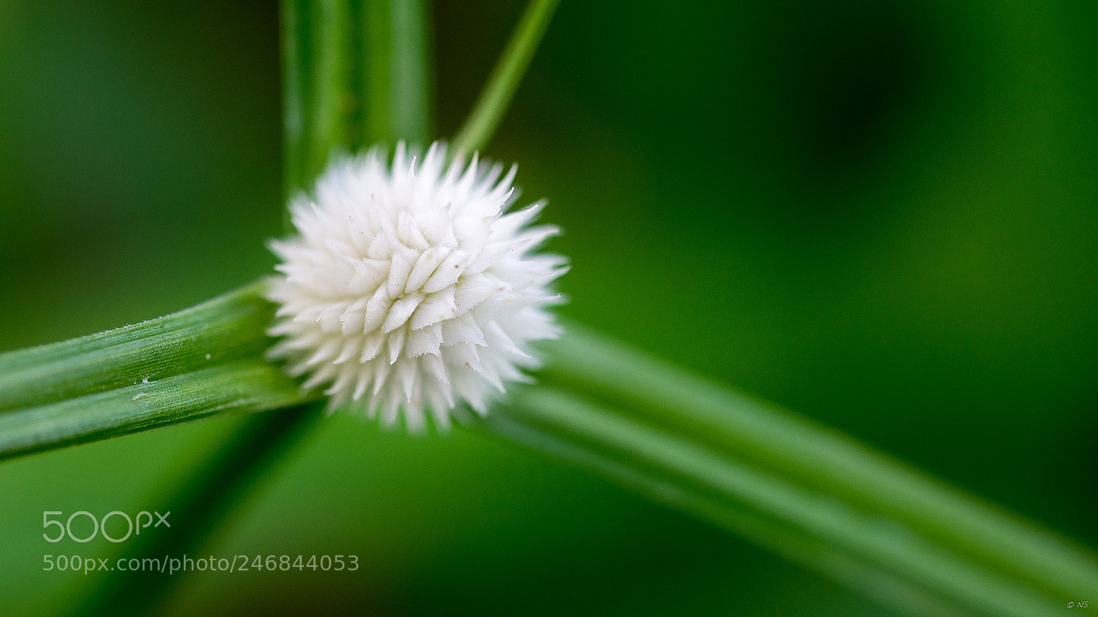 Nikon D7200 sample photo. Macro photography
