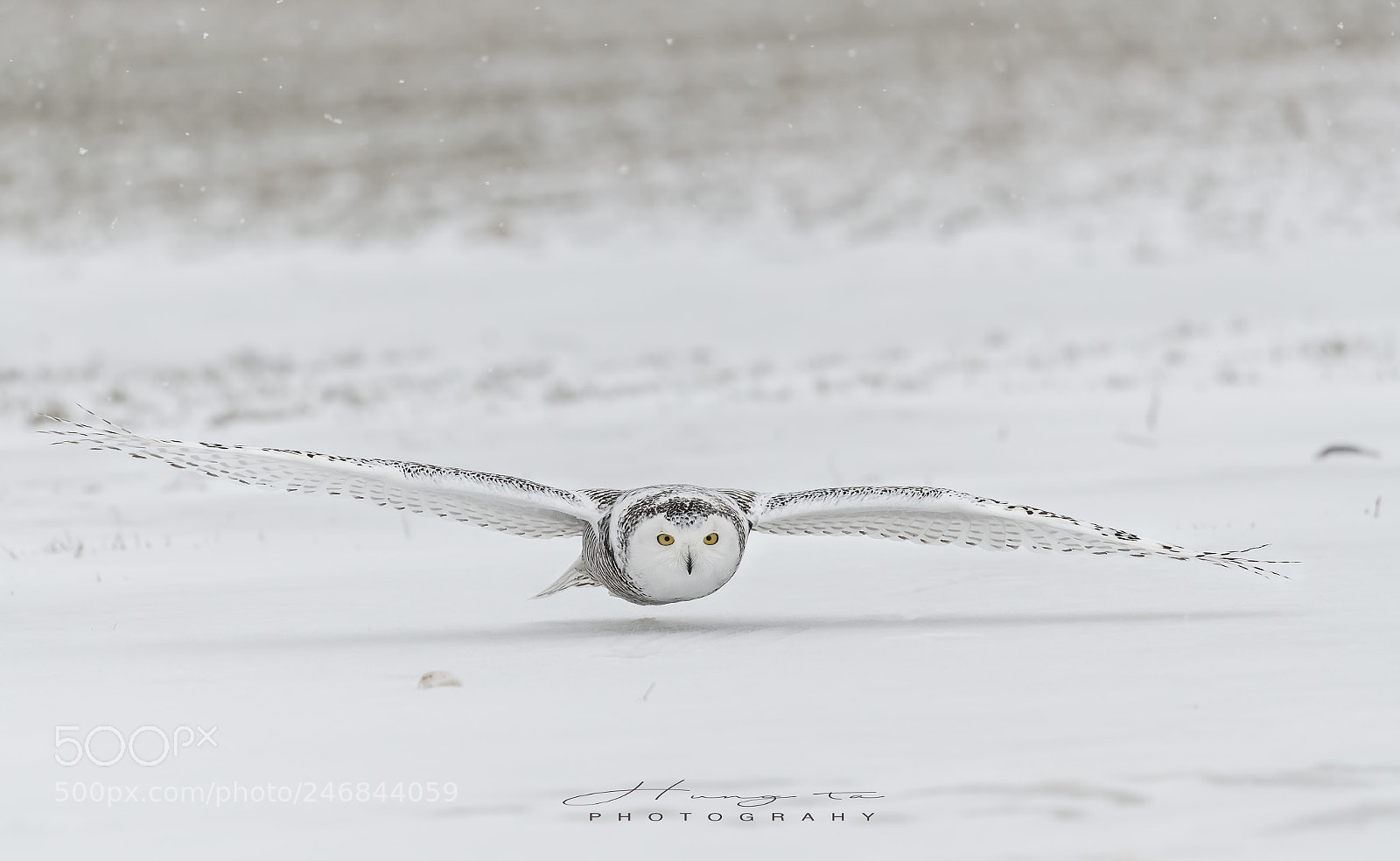 Nikon D500 sample photo. Snowy owi in flight photography