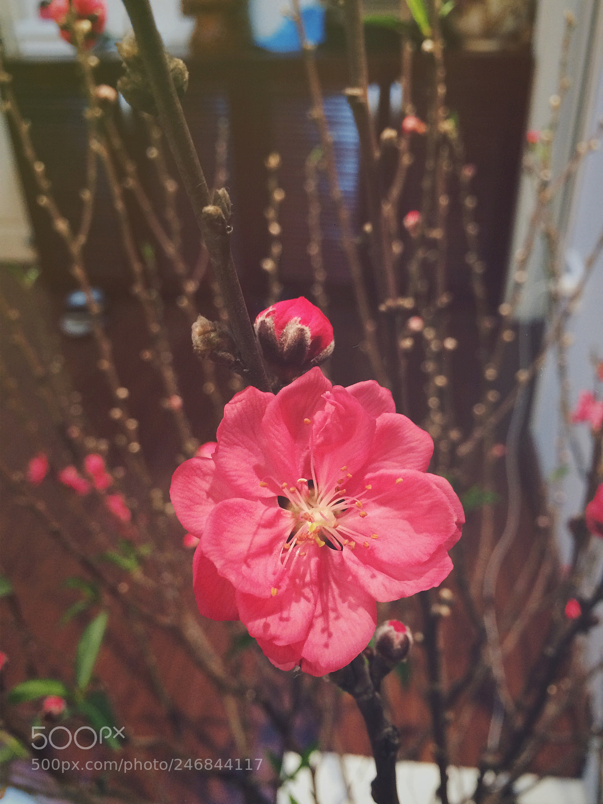 Apple iPhone 5s sample photo. Peach blossom photography