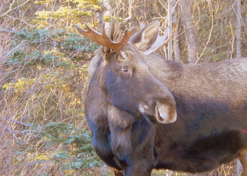 Nikon Coolpix L830 sample photo. Young moose photography